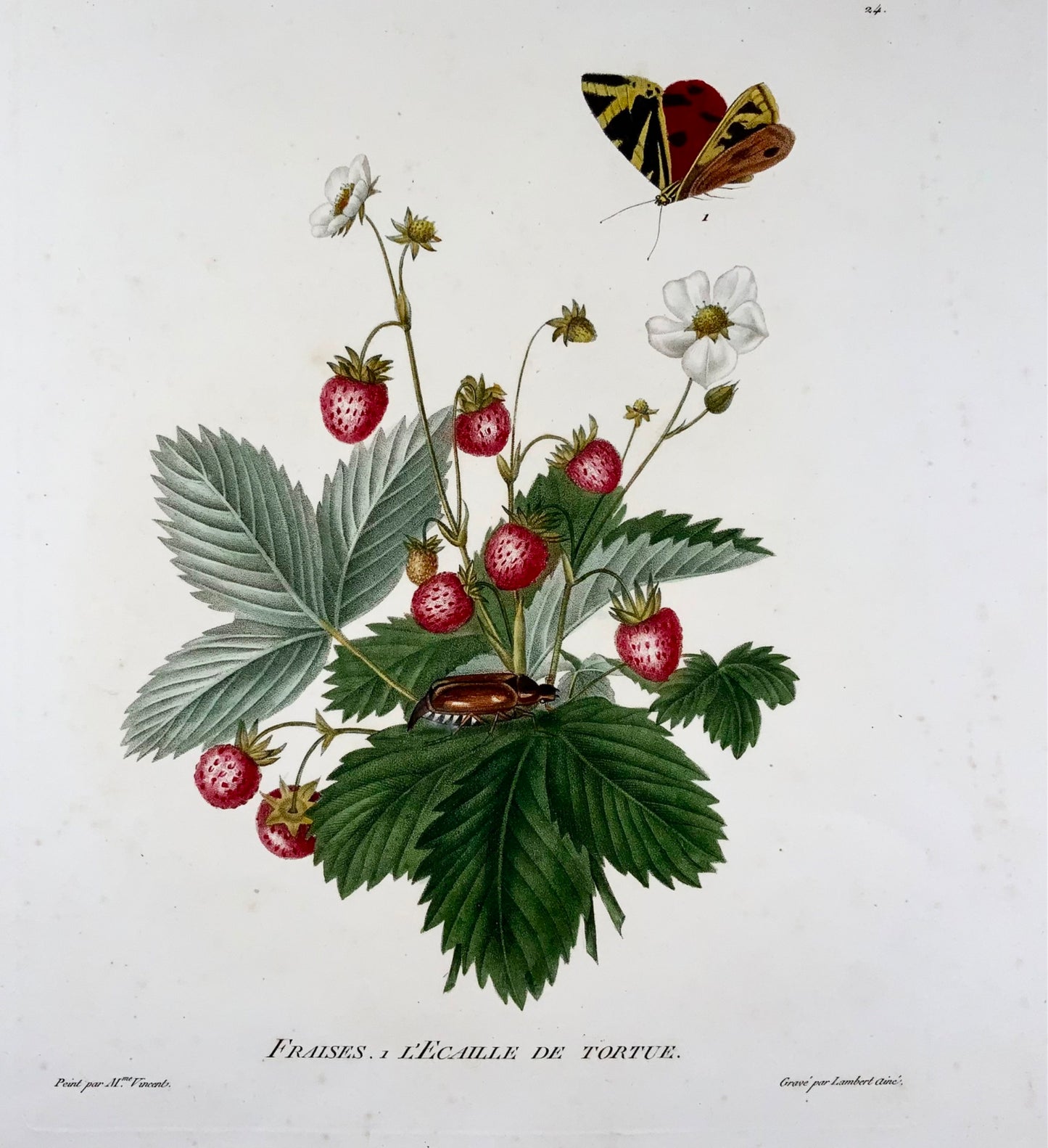 1820 Henriette A. Vincent, Fraises &amp; Papillons, grand in-folio, gravure pointillée, fleurs, botanique, entomologie