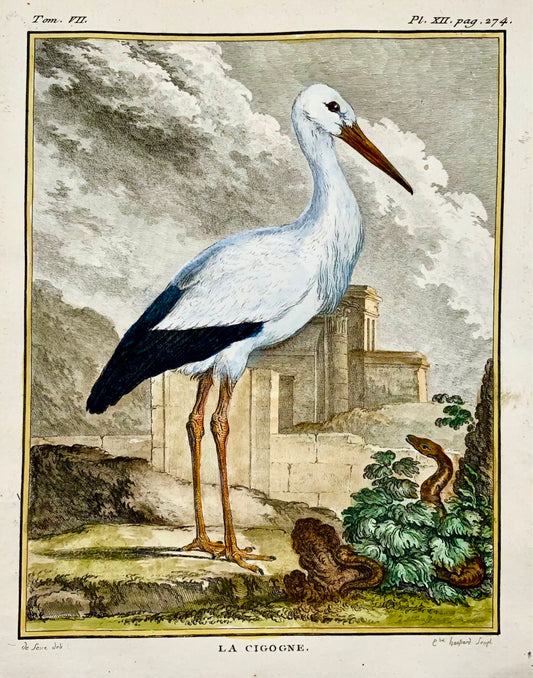 1779 de Seve - CIGOGNE Oiseau - Ornithologie - Gravure in-4 to Large Edn