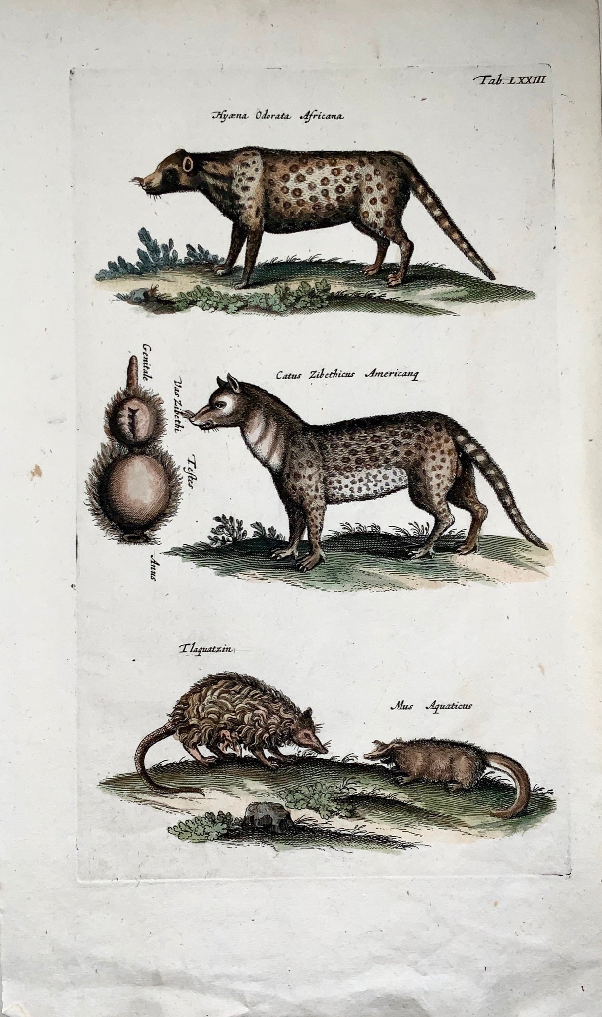 1657 Zibet Hyena Mouse Opossum - Mattheaus MERIAN Folio Hand coloured engraving - Mammals