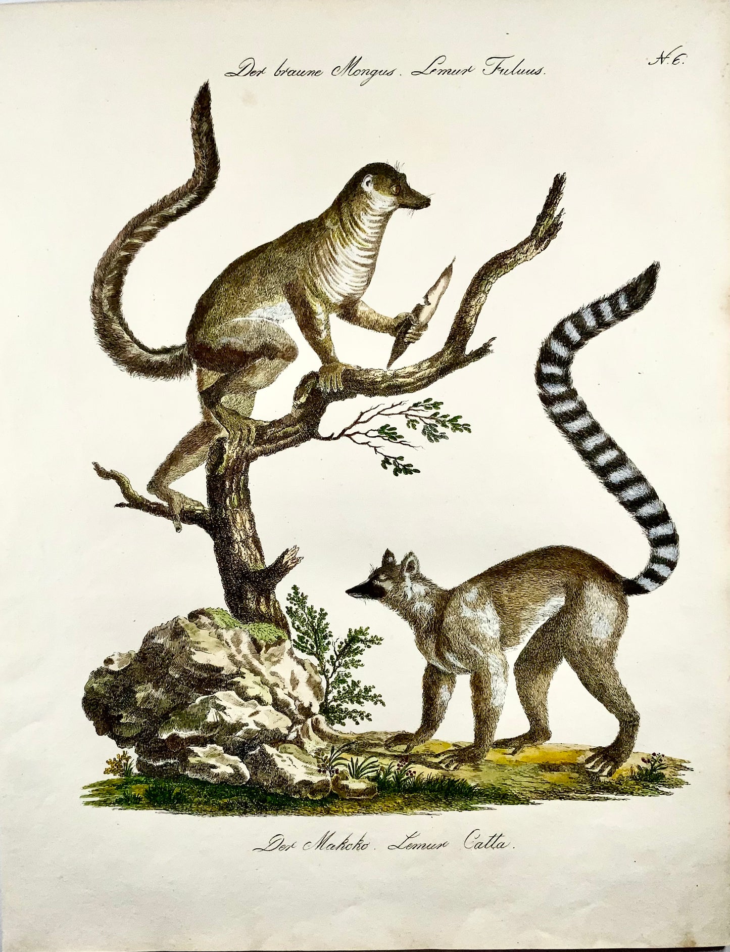 1816 Mongoose Lemur, Imp. Folio 'Incunabula of Lithography' Hand Color - Mammal