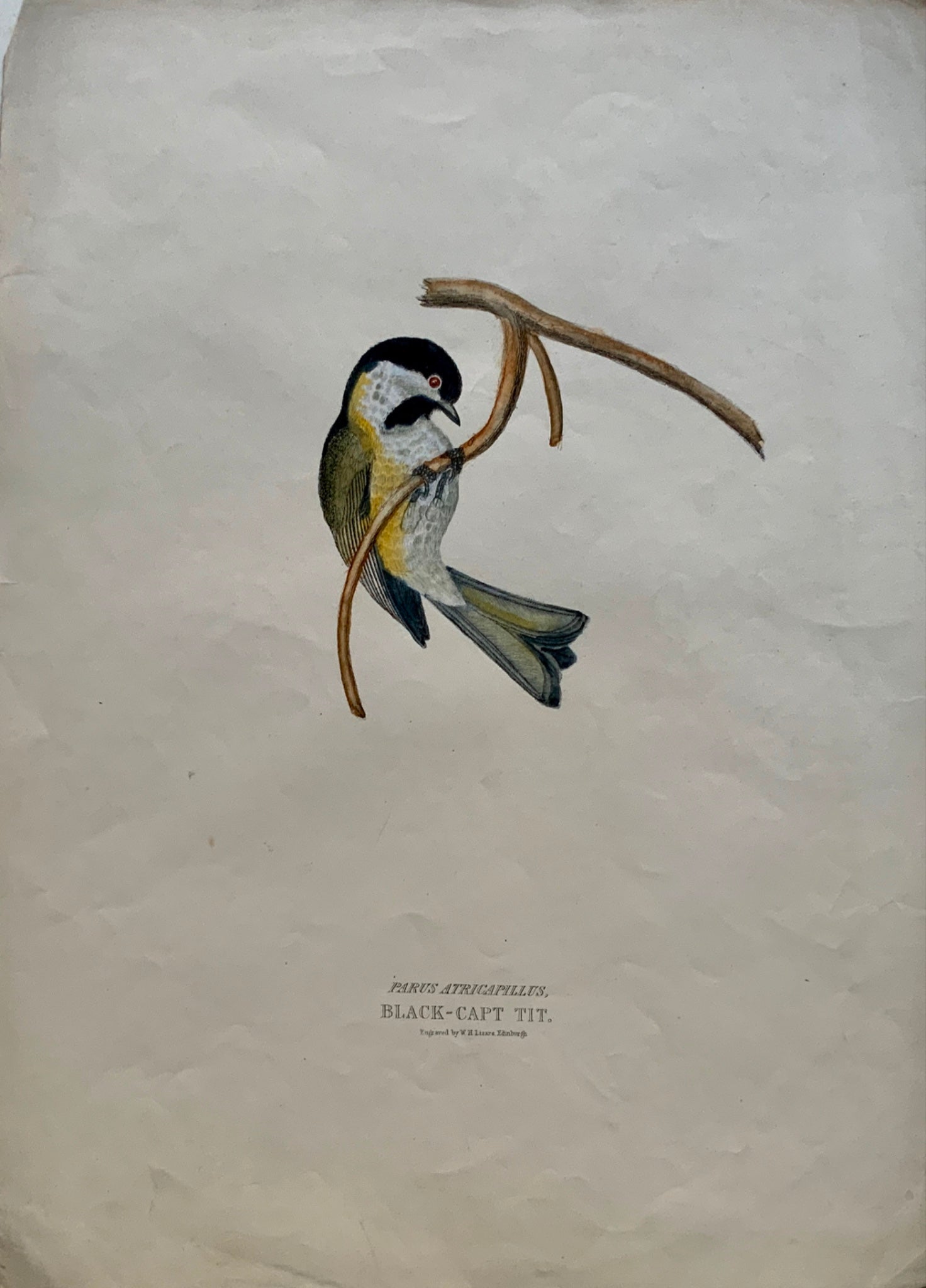 1846 BLACK-CAPT TIT Ornithology - Brown hand coloured Large Folio (36cm)