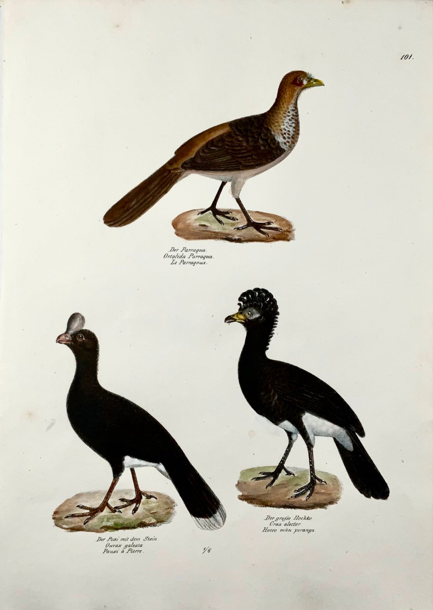 1830 Curassow birds, ornithology, Brodtmann, lithograph, folio