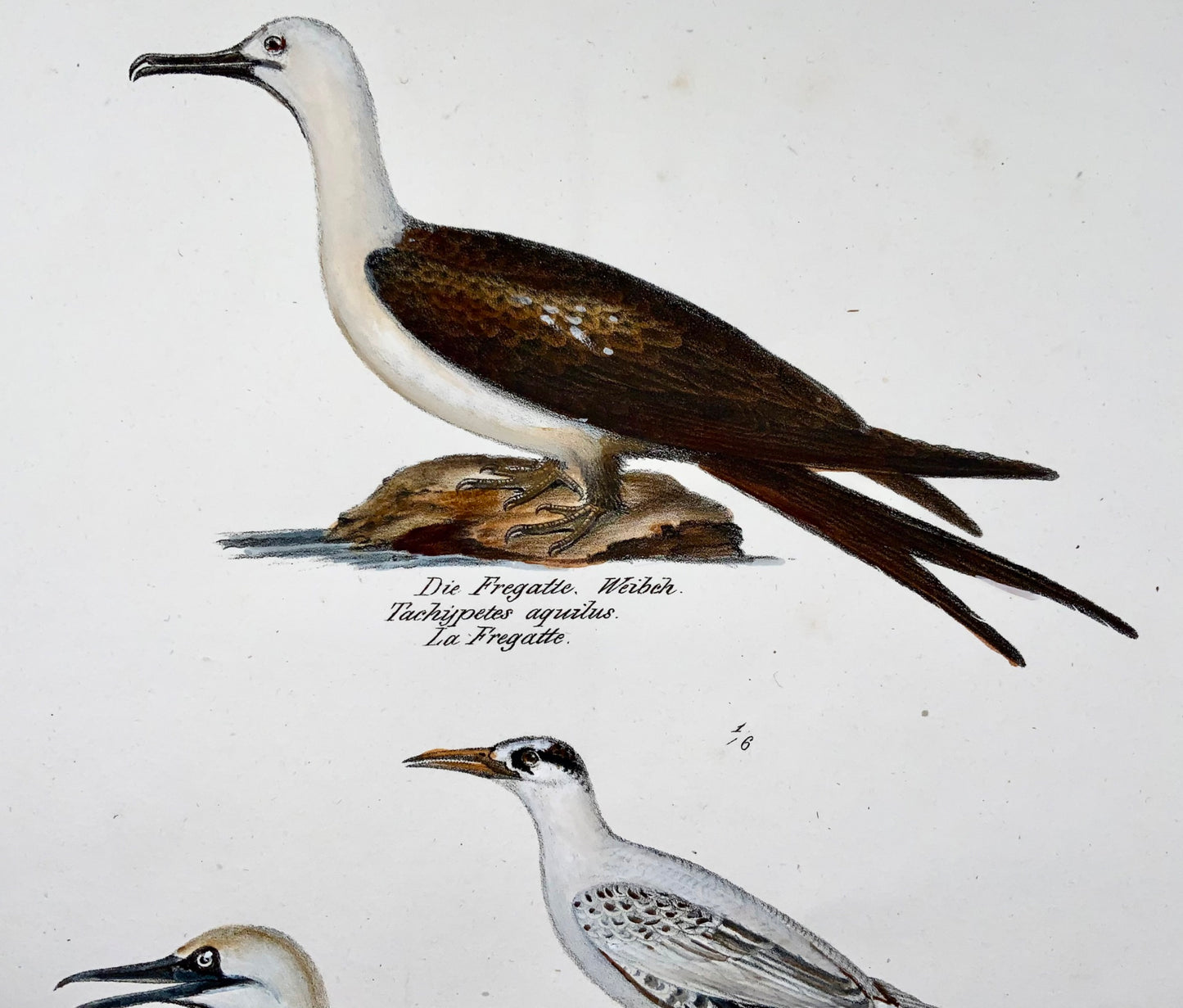 1830 Frégate, ornithologie exotique, Brodtmann, lithographie folio colorée à la main