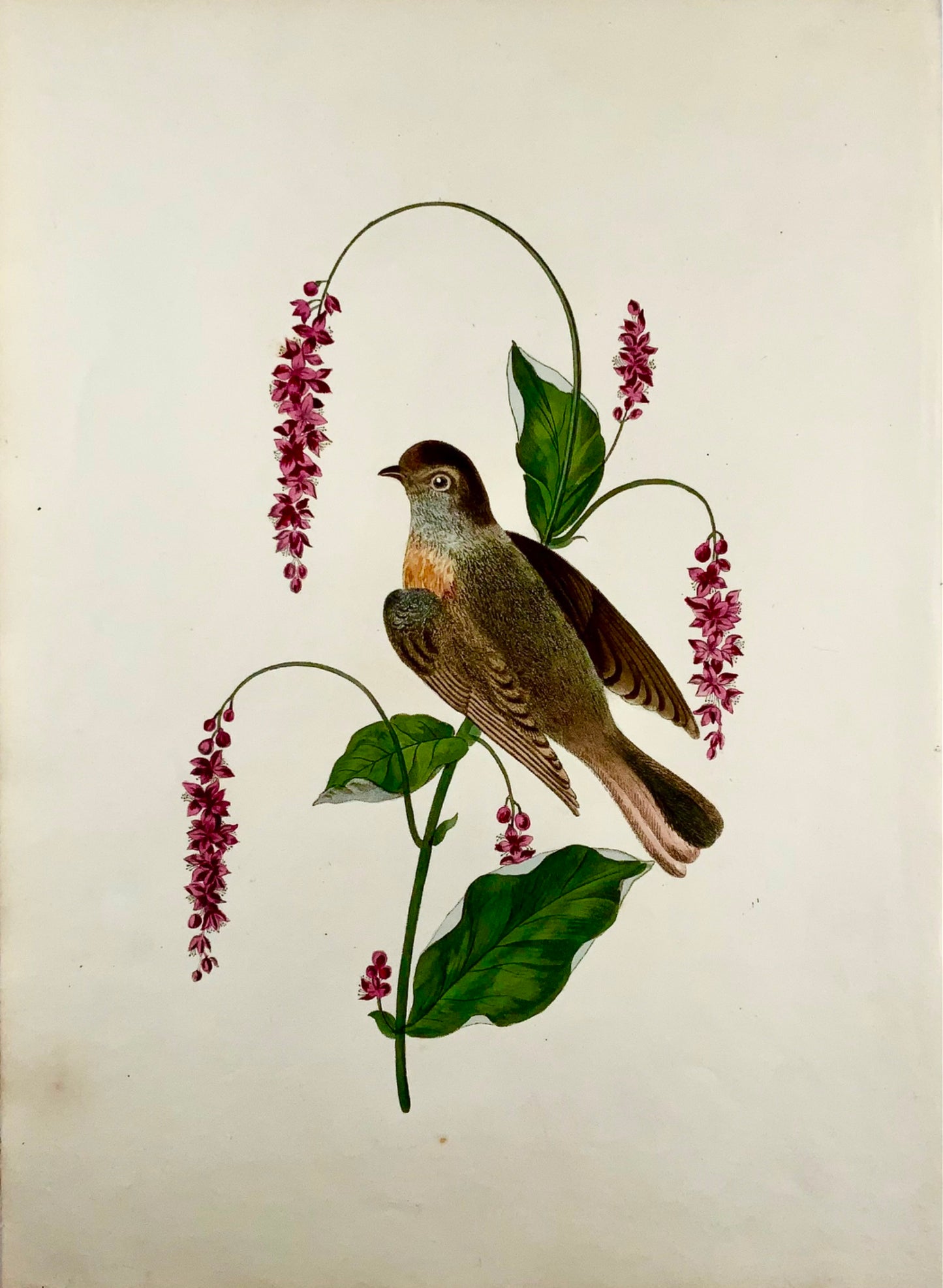 1819 George Brookshaw (né en 1751), ornithologie, Rougequeue, bordure foliée 