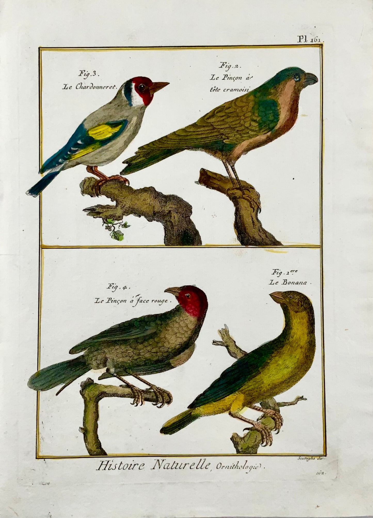 1790 Chardonneret, pinson, loriot, Scattalia, gravure colorée à la main in quarto, ornithologie