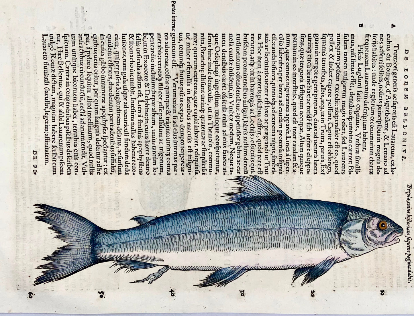 1558 Blue trout, Conrad Gesner, folio woodcut, hand coloured, First State