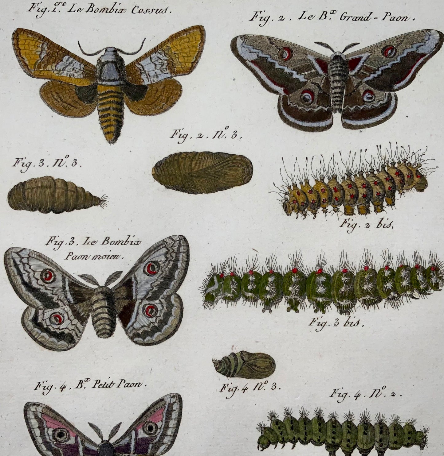 1790 Papillons, Bombix, papillons de soie, Latreille, couleur main, in-quarto, gravure