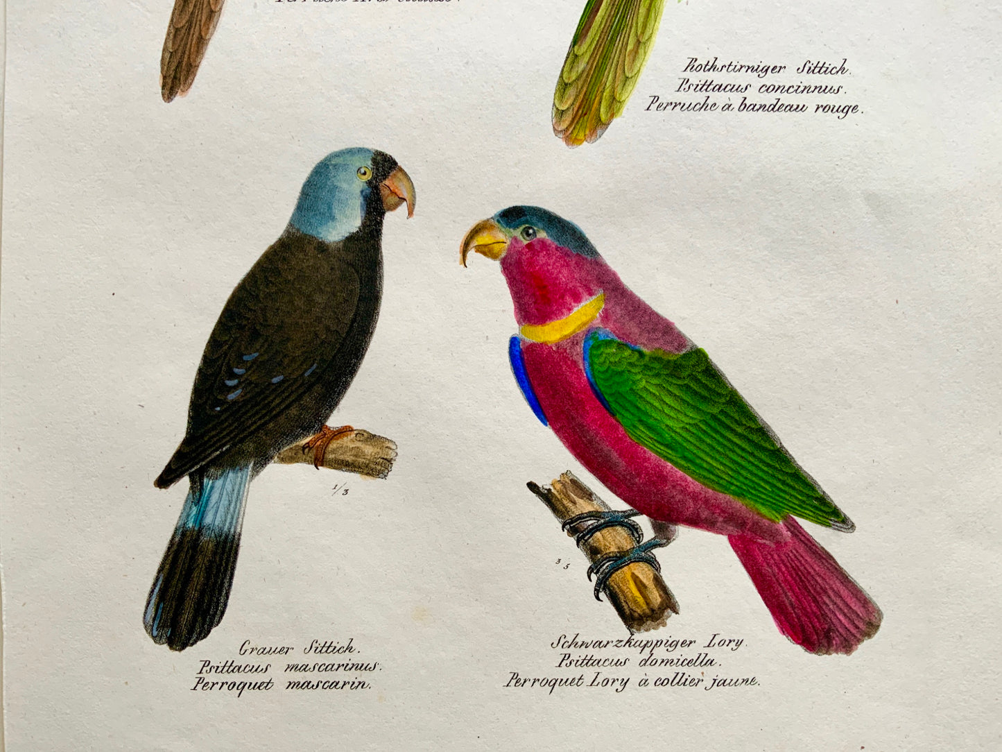 1830 PARROTS LORI Ornithology - Brodtmann hand coloured FOLIO lithography