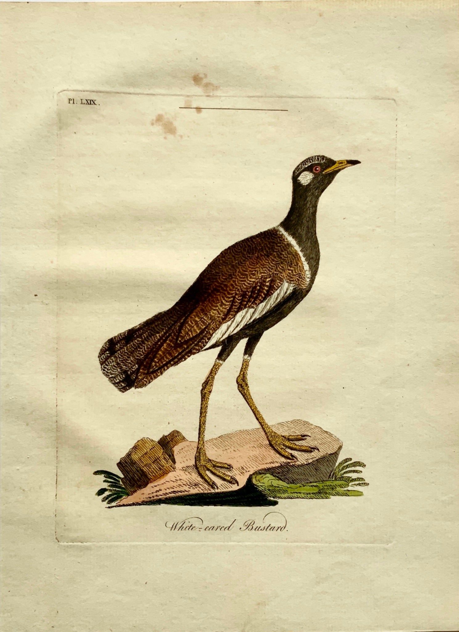 1785 John Latham - Synopsis - White-Eared BUSTARD Ornithology - hand coloured
