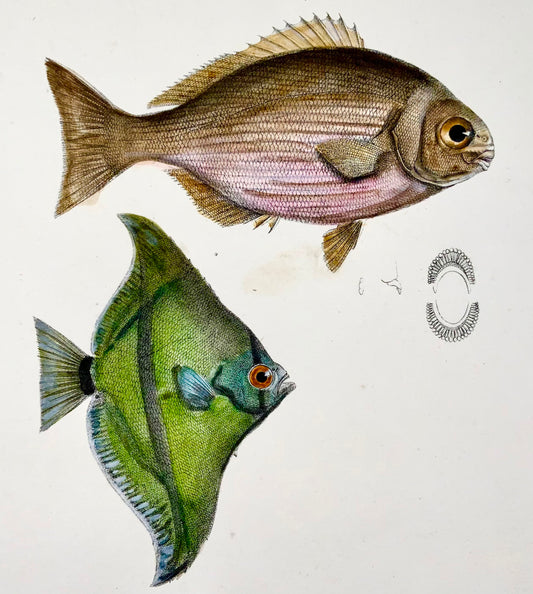 1833 H. Schinz (b1777) Poisson-ange, poisson de récif Apogon, handcol. lithographie sur pierre