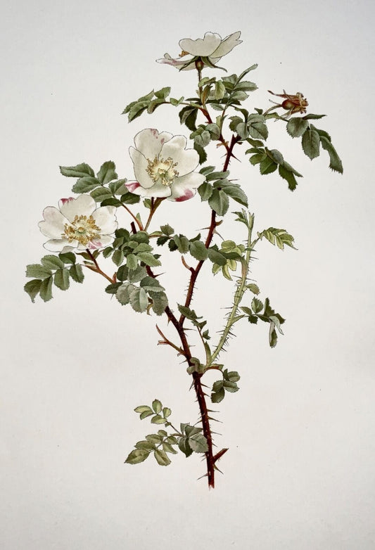1914 Rose blanche, Rosa involuta, grand folio 37 cm, Willmott, EA (né en 1858), botanique