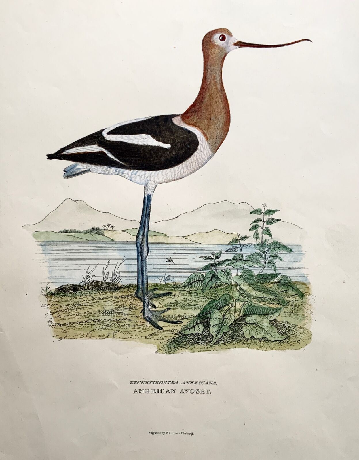 1846 Avocette d'Amérique, ornithologie, Cpt. Grand Folio marron coloré à la main (36 cm)