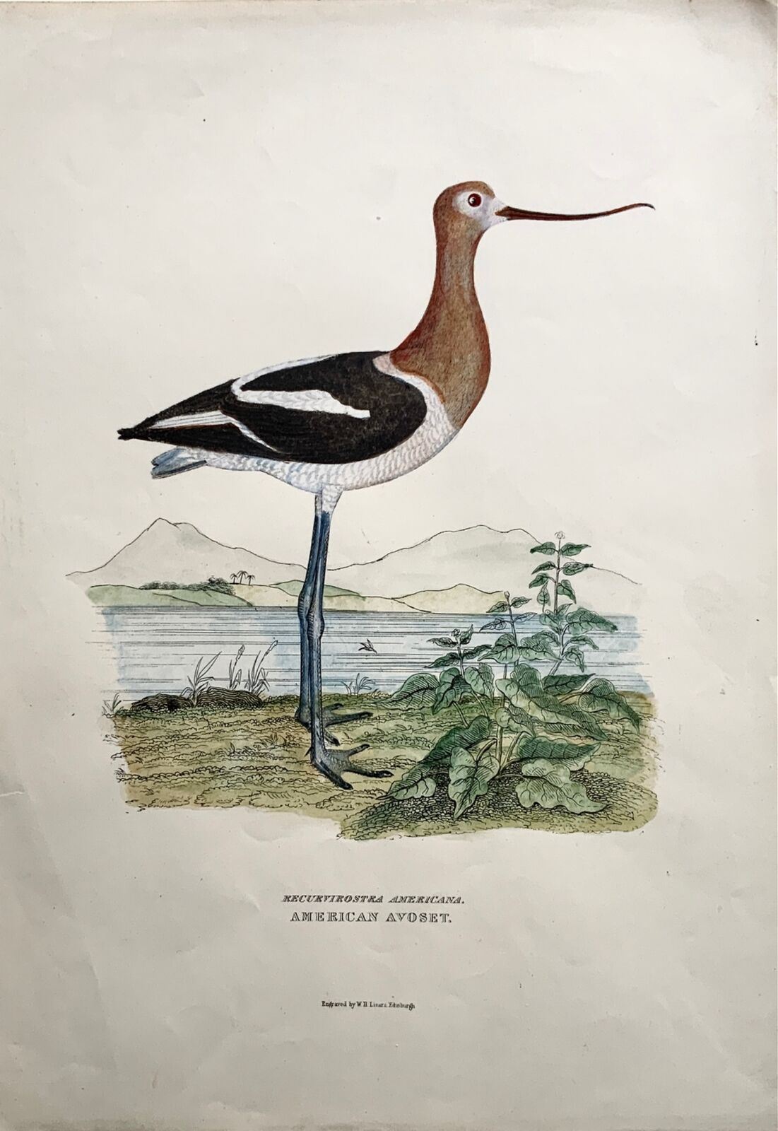 1846 Avocette d'Amérique, ornithologie, Cpt. Grand Folio marron coloré à la main (36 cm)