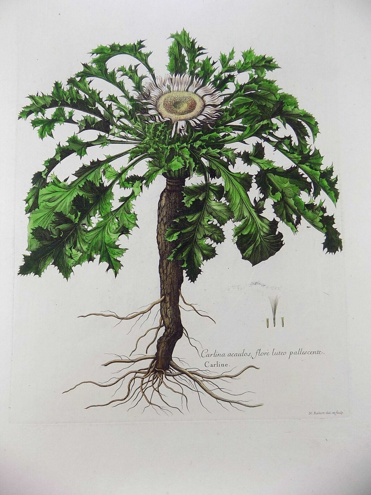 1720 Carlene Thistle, Nicholas Robert (b1610), 54 cm, botanique, rarissimum !!