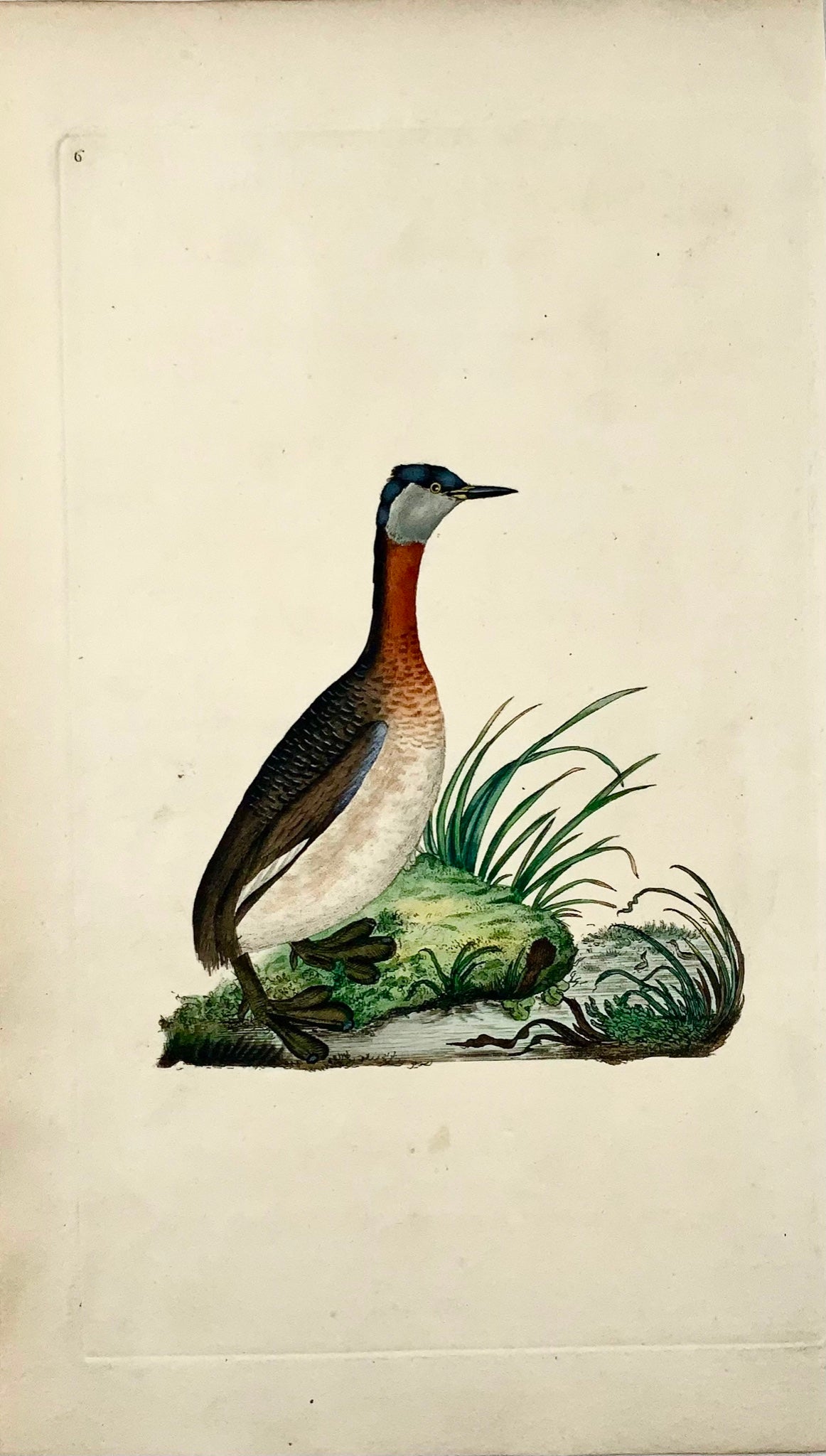 1794 Edward Donovan, Red-Necked Grebe, ornithology, fine hand coloured engraving