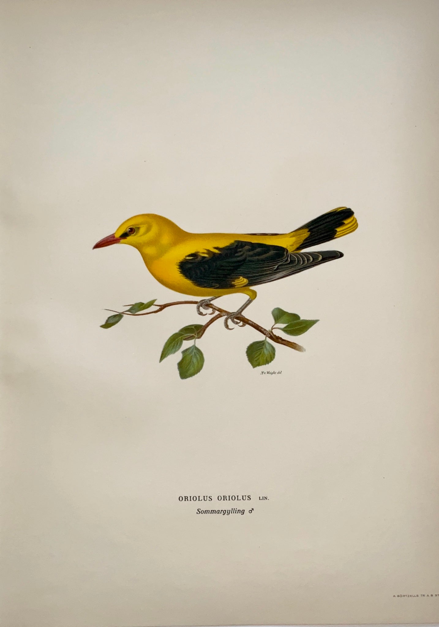 1918 Von Wright - ORIOLUS Golden Oriole - Large Lithograph - Ornithology