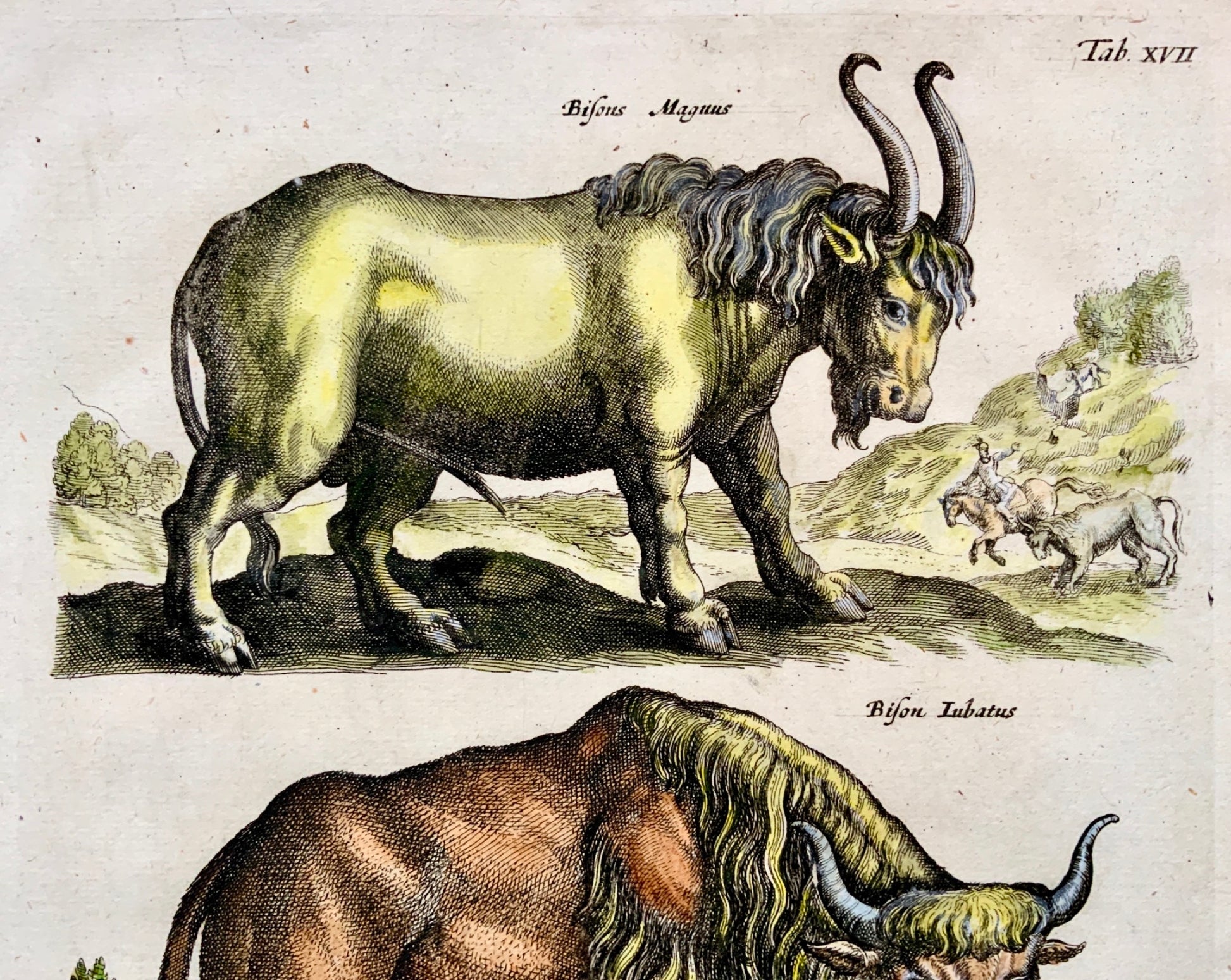 1657 BISON Buffalo - Mammals - Matthias MERIAN Folio Hand coloured Engraving