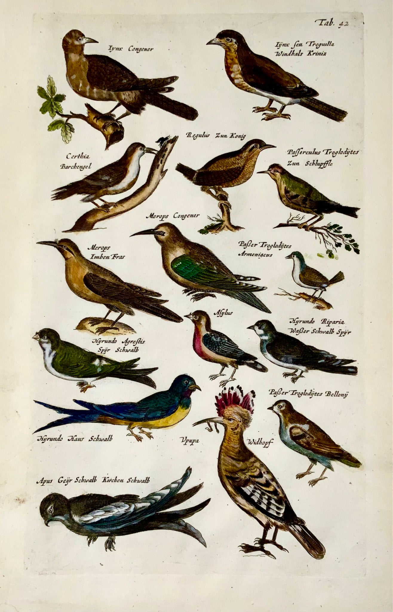 1657 Hoopoe, Bee-Eaters, Passerines, birds, Matt. Merian, folio hand coloured engraving