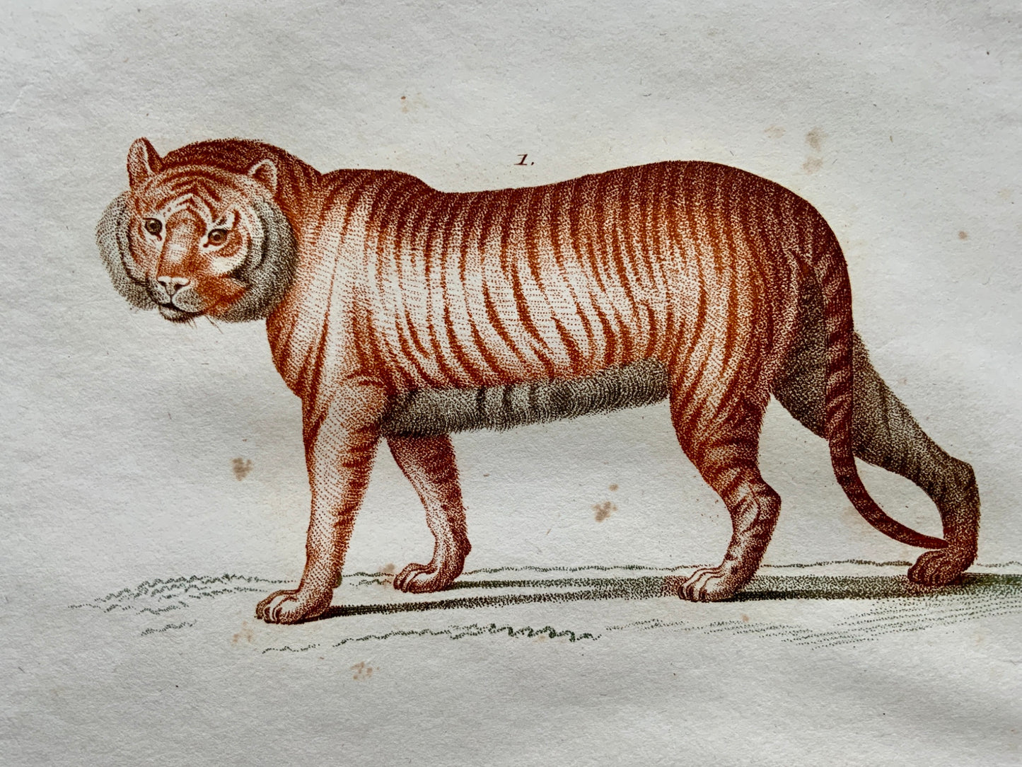 Jean Baptiste Huet [1745-1811] TIGER PANTHER Coloured stipple (crayon manner) - Mammals