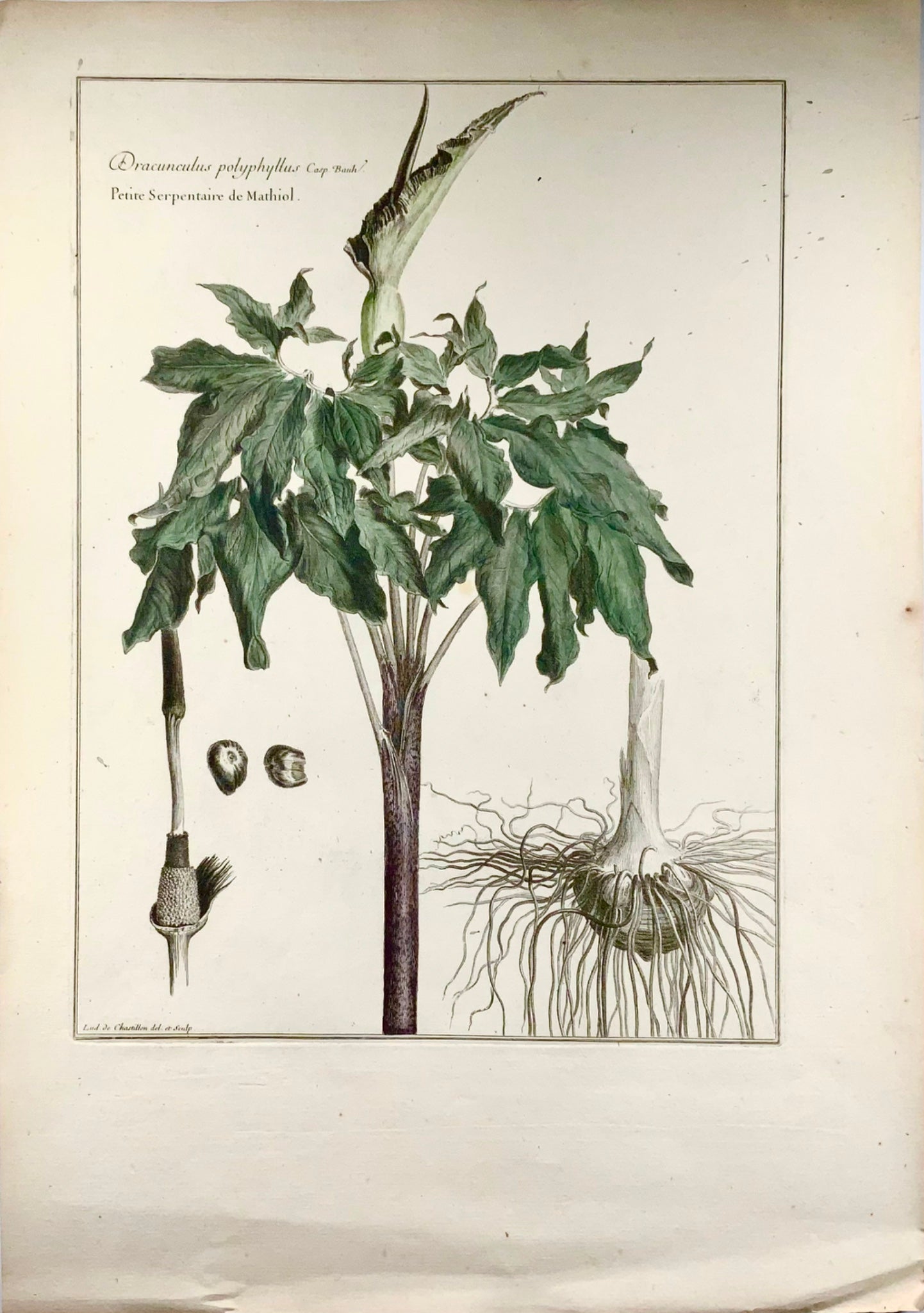 1710c Dragon Lily, Lud. de Chastillon del. Et sculp., gravure de maître 54cm