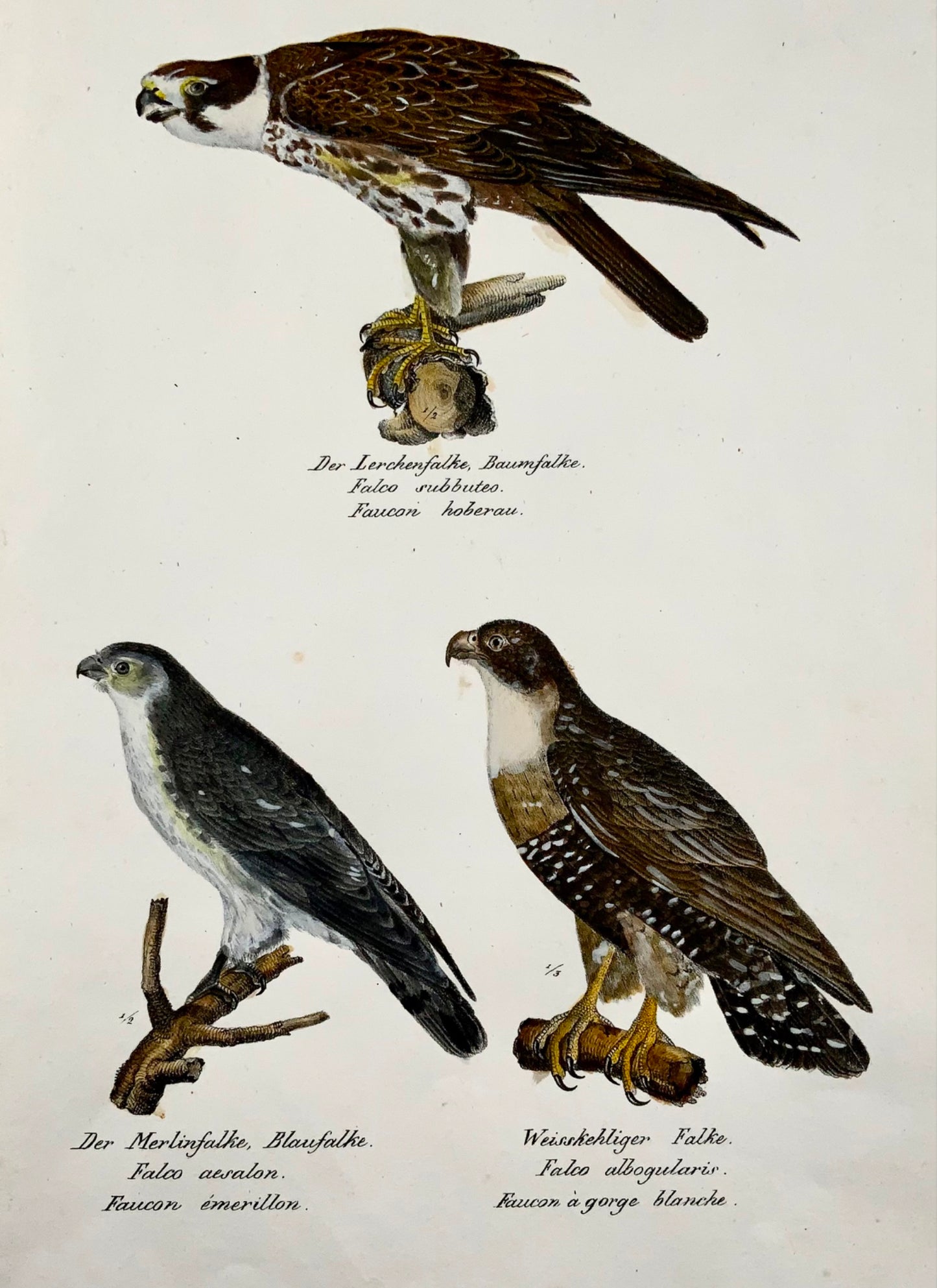 1830 Merlin Falcon - Ornithologie Brodtmann lithographie FOLIO colorée à la main