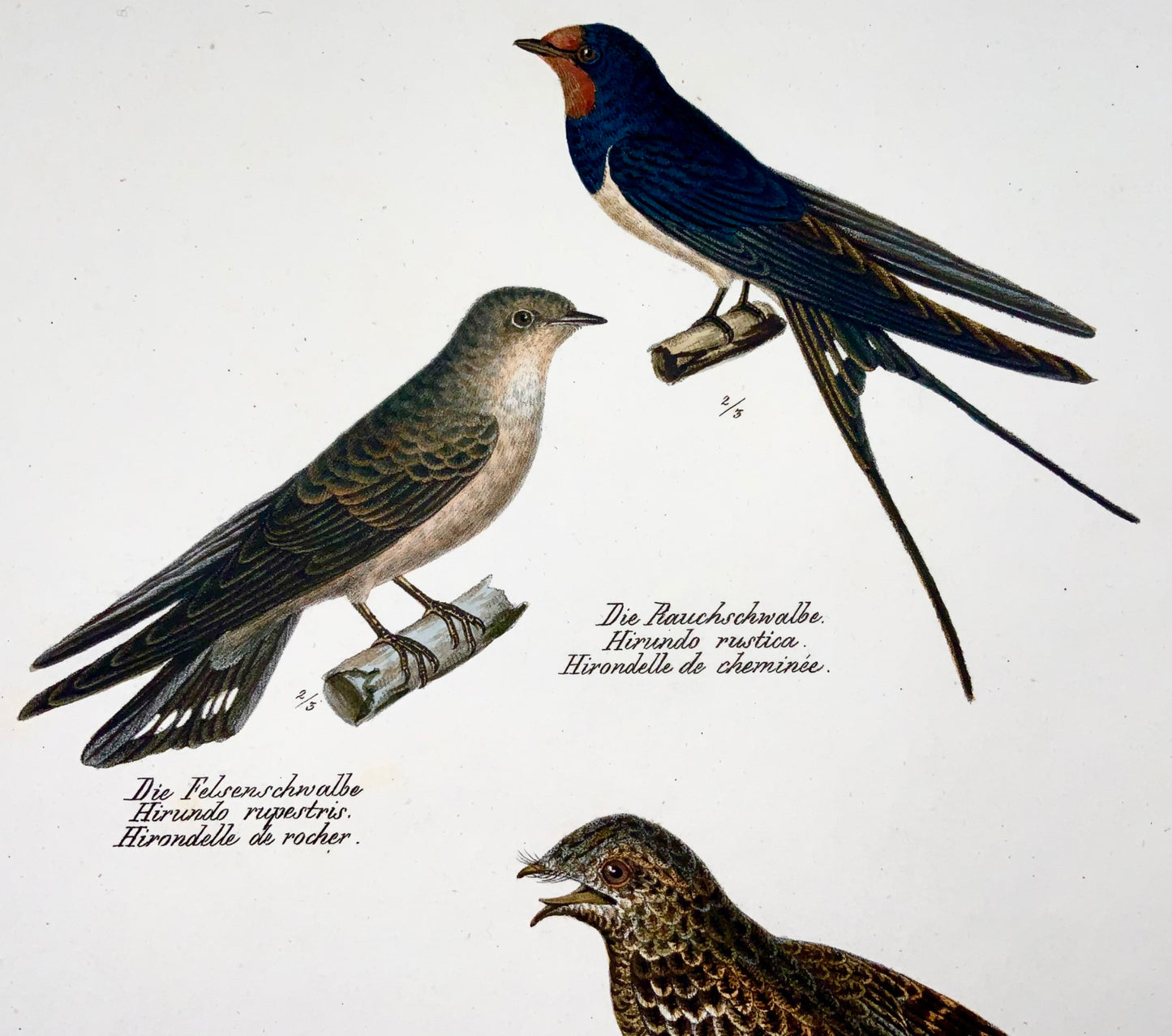 1830 HIRONDELLES, Oiseaux - Ornithologie Brodtmann lithographie FOLIO colorée à la main