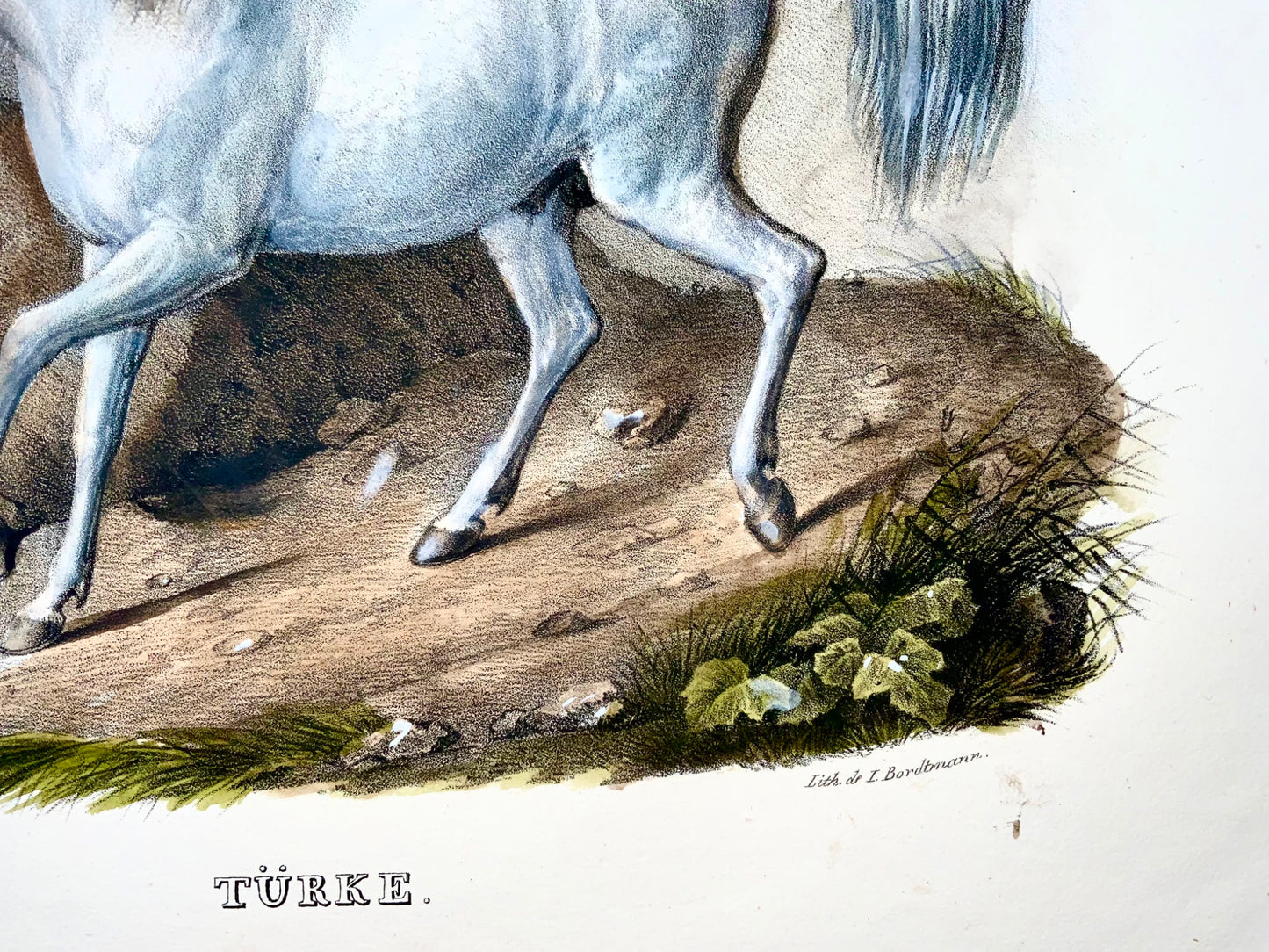 1824 Turkish horse, Turkmene, K.J. Brodtmann, hand colored, folio lithograph, mammal