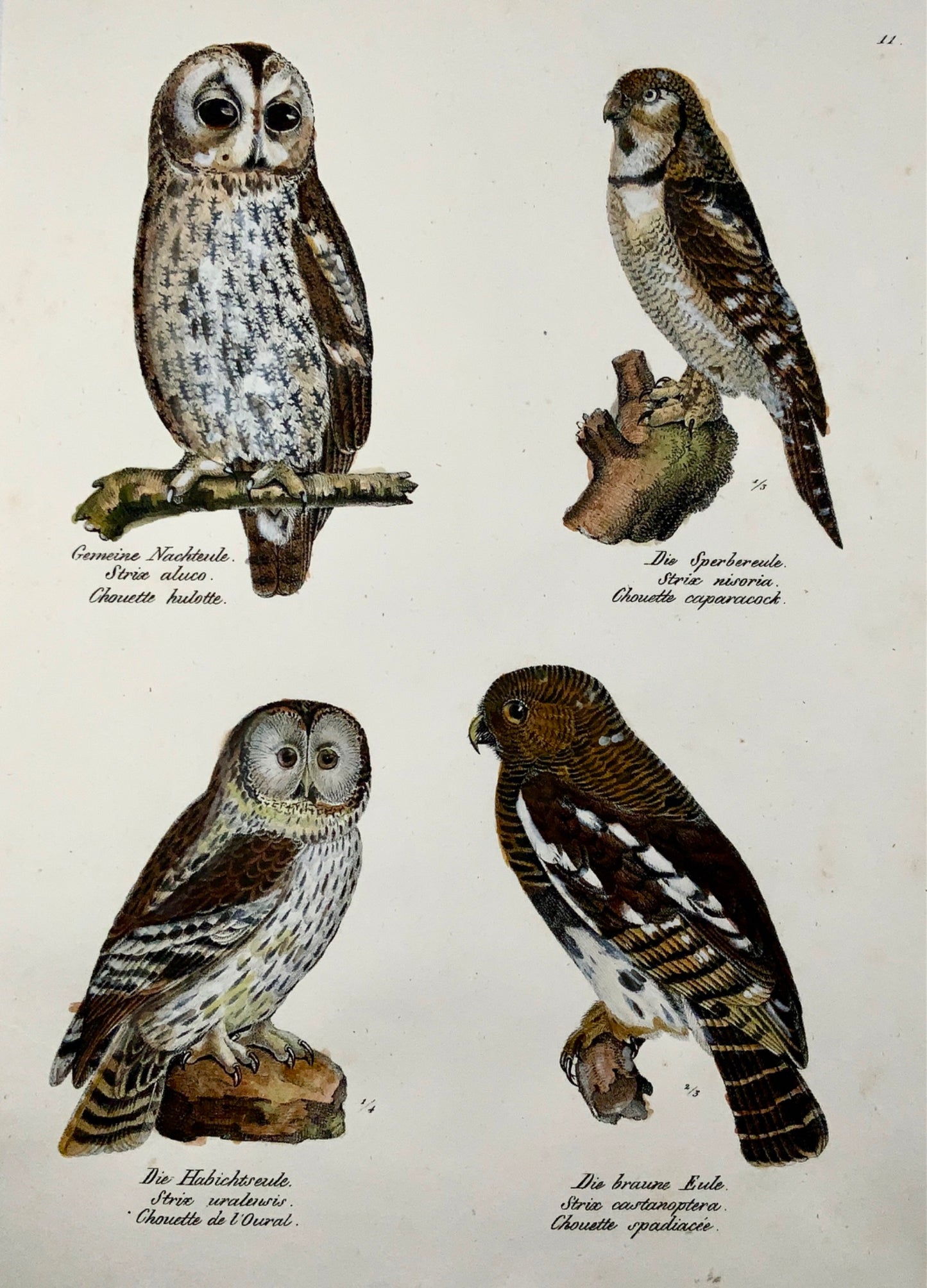 1830 OWLS Ornithology Brodtmann hand coloured FOLIO lithograph