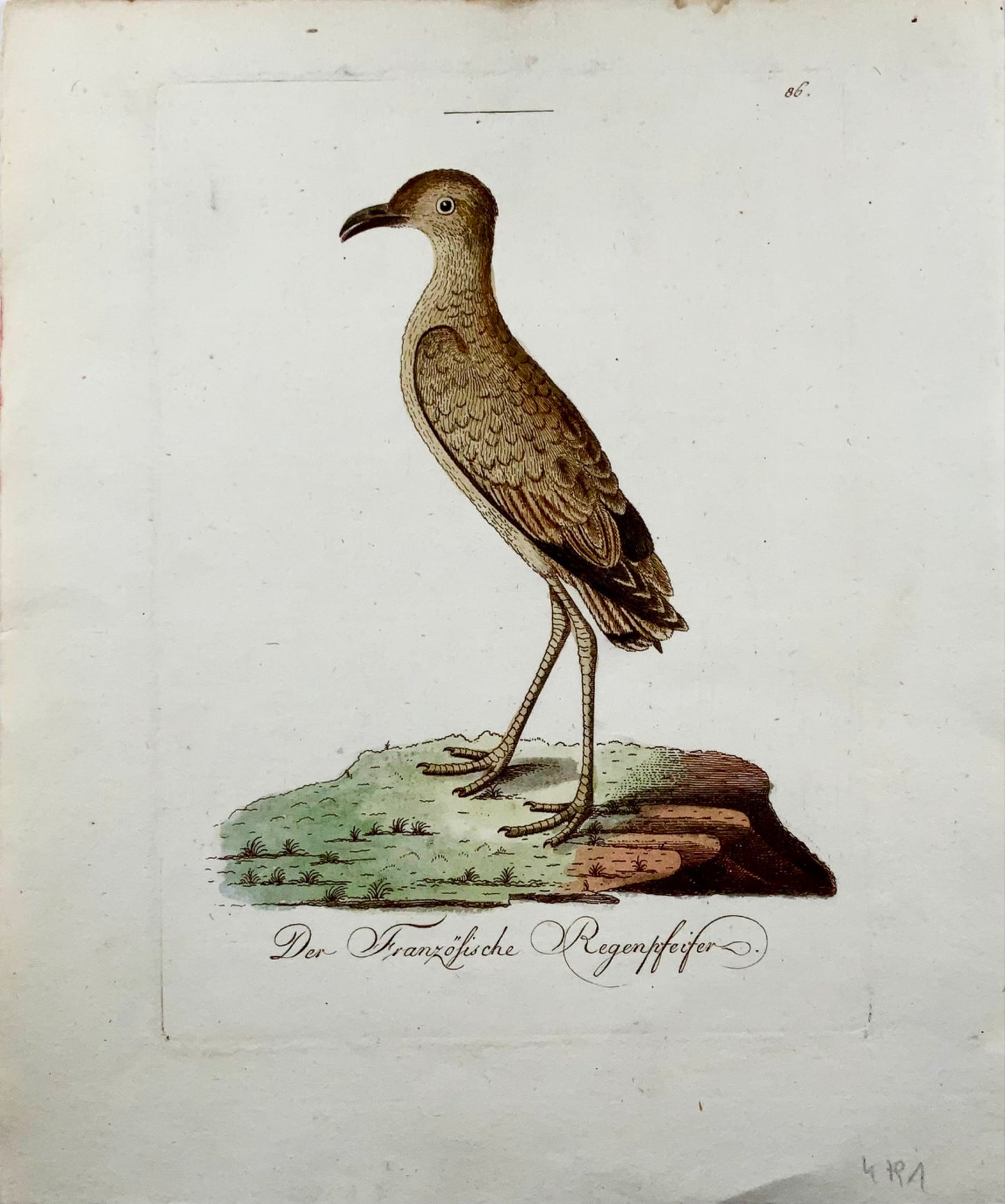 1793 John Latham, Pluvier, ornithologie, in-quarto rare, col. gravure sur cuivre