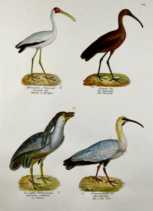 1830 IBIS Boat-Billed Heron Ornithology Brodtmann lithographie FOLIO colorée à la main