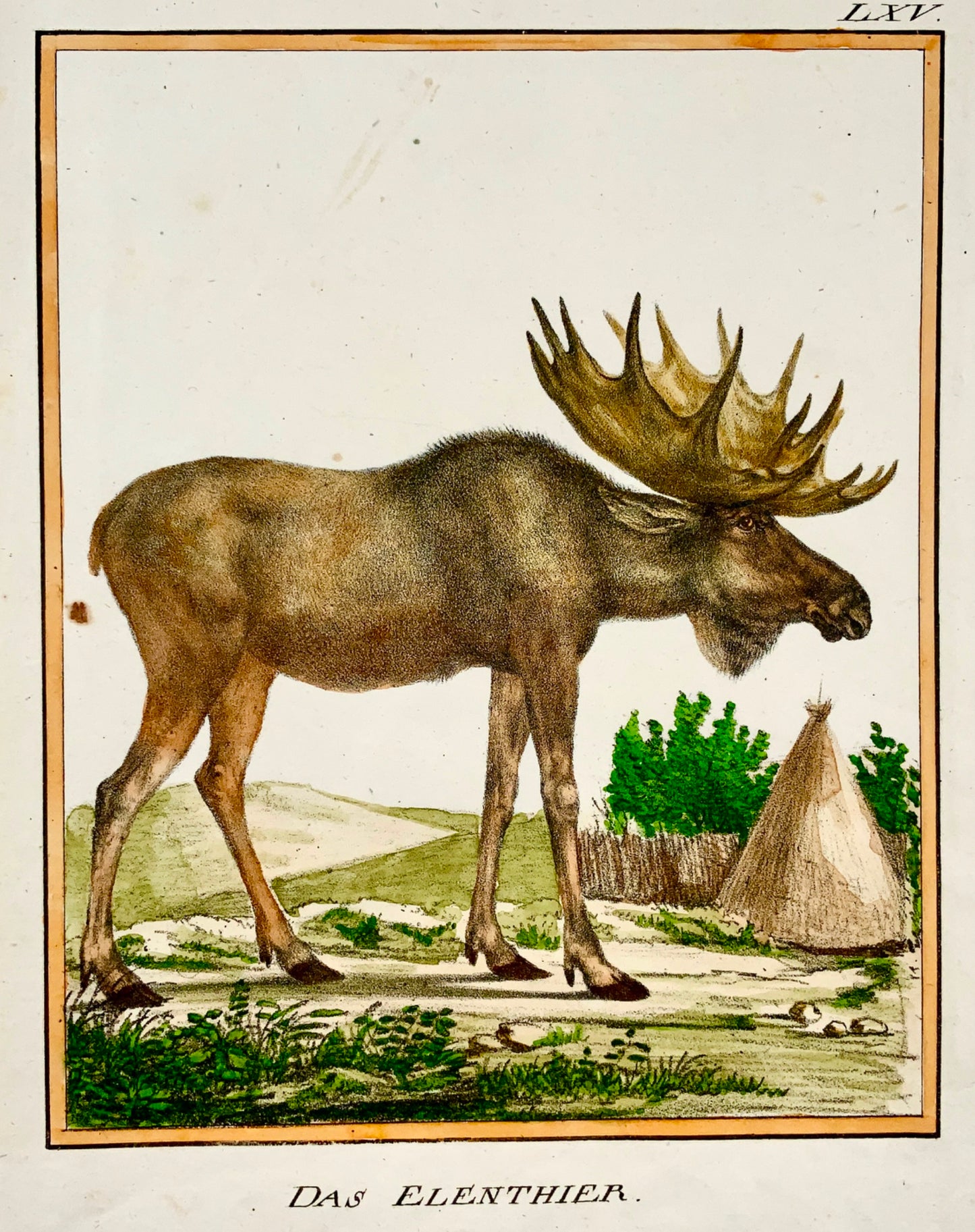 1816 Orignal INCUNABULE DE LITHOGRAPHIE K. Schmidt 4to coloré à la main - Mammifère