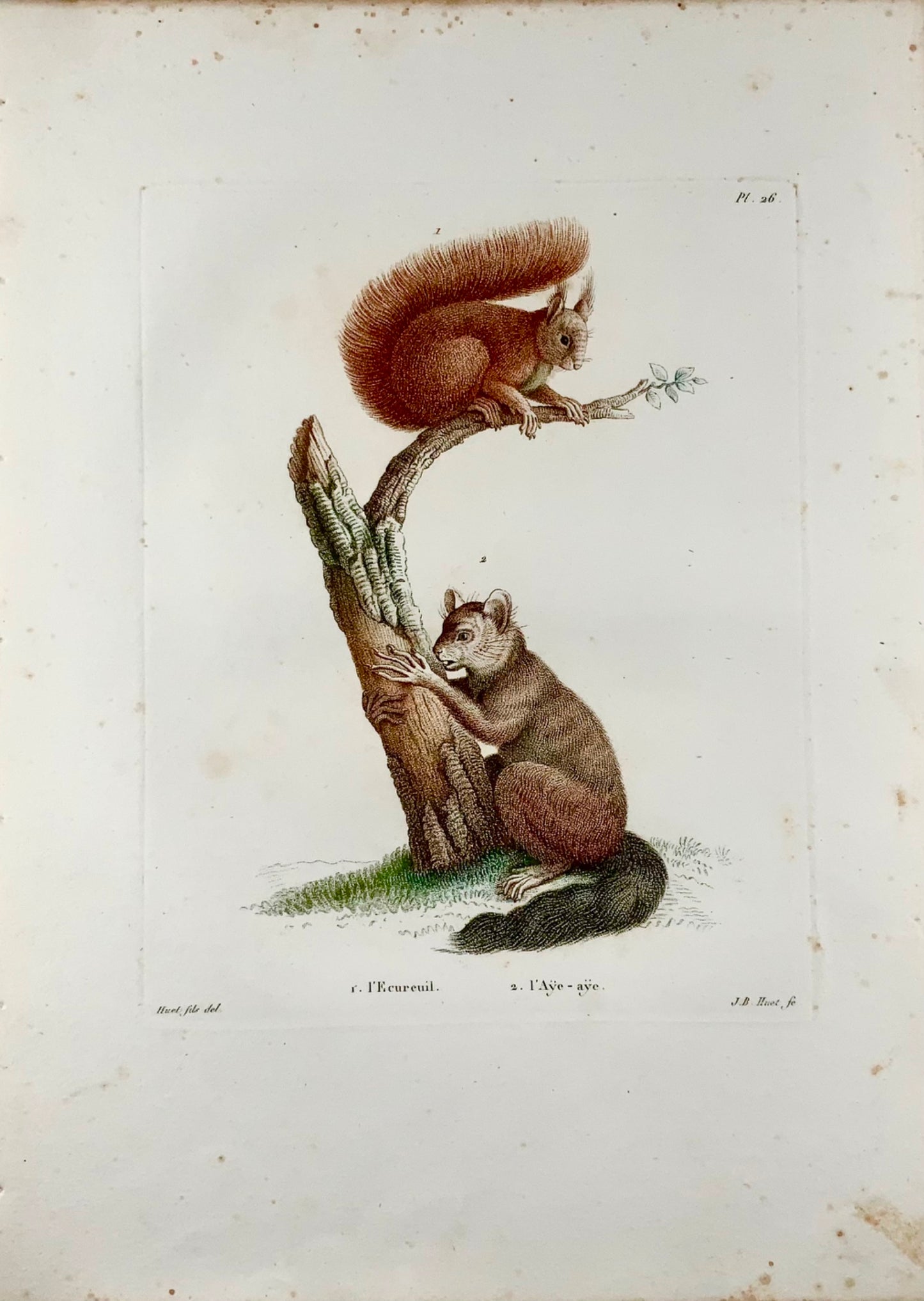 1808 J. Bapt. Huet [1745-1811]; Squirrel, Aye-Aye, hand coloured stipple engraving