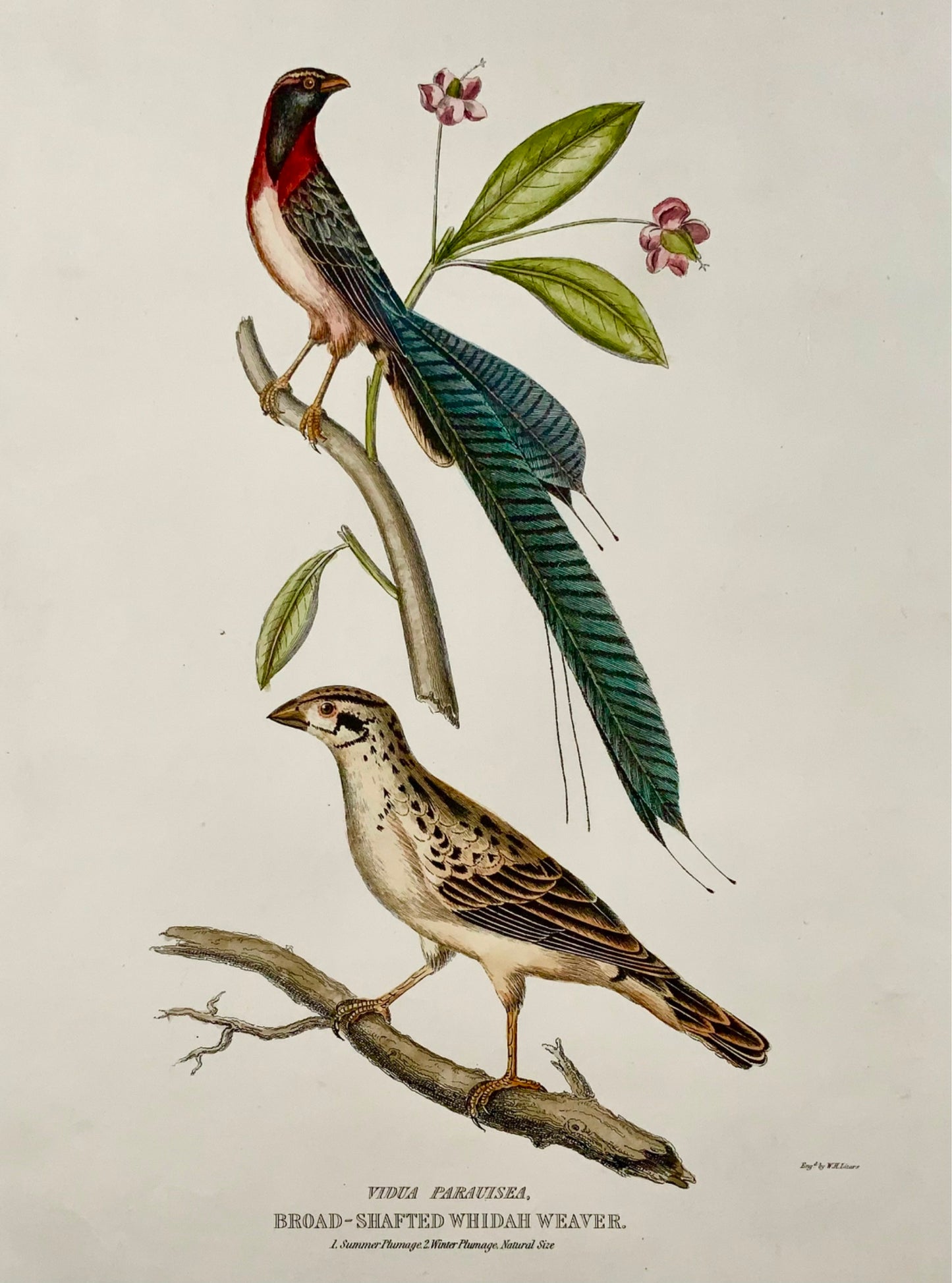 1846 Whidah Weaver, ornithologie, Cpt. Marron, colorié à la main, grand in-folio (36cm)