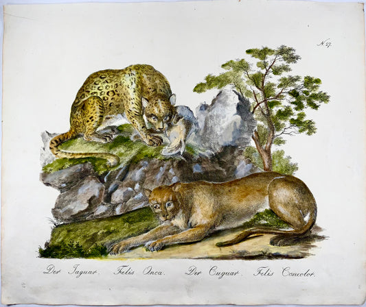 1816 Jaguar, Cougar, folio impérial, 42,5 cm, incunables de lithographie, rare, mammifères