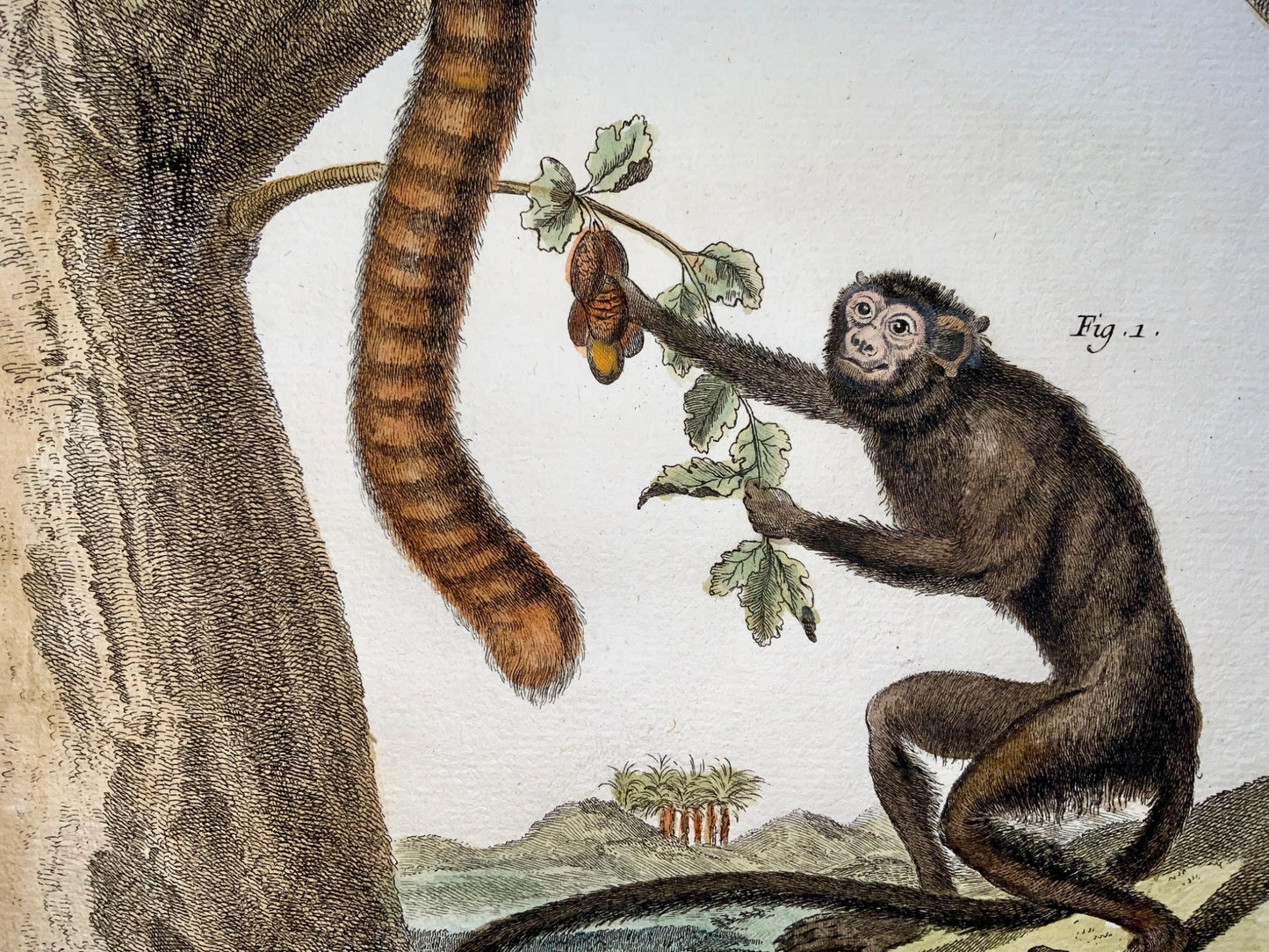 1780 Martinet - TAMARIN MONKEY & CALLITHRIX - hand coloured 38 cm engraving - Mammals