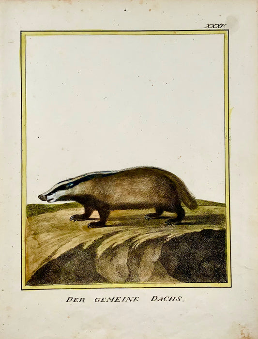 1816 Badger INCUNABULE DE LITHOGRAPHIE K. Schmidt in-4 colorié à la main - Mammifère