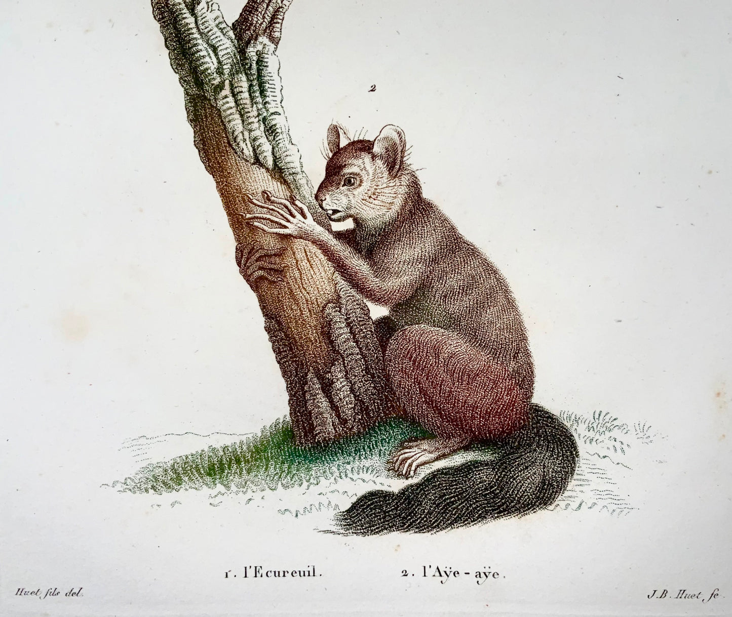 1808 J. Bapt. Huet [1745-1811] ; Écureuil, Aye-Aye, gravure crépi colorée à la main