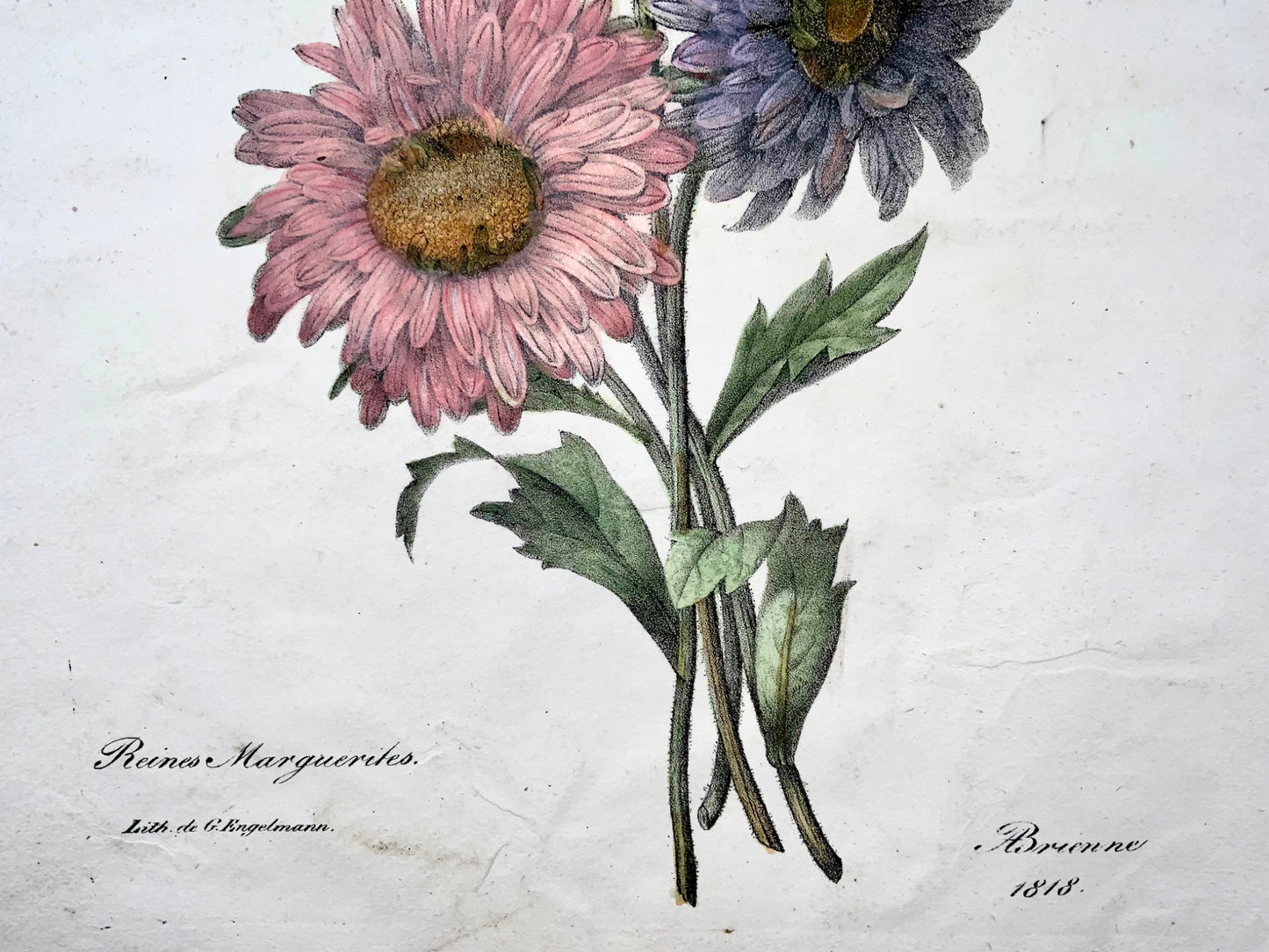 1818 A. P. de Brienne; folio, botanical, daisies, incunabula of lithography