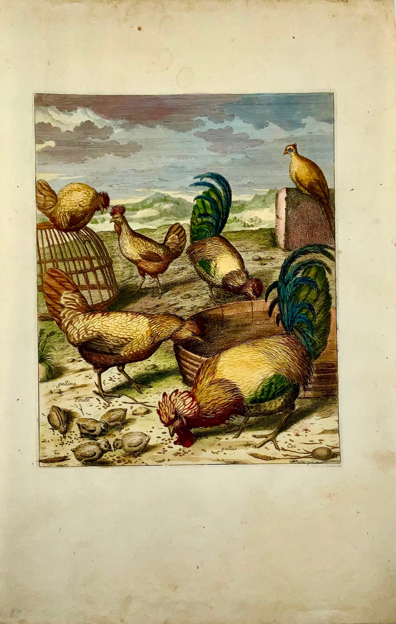 1673 Poulets, Volailles, Nicolas Robert, gravure in-folio en couleur à la main