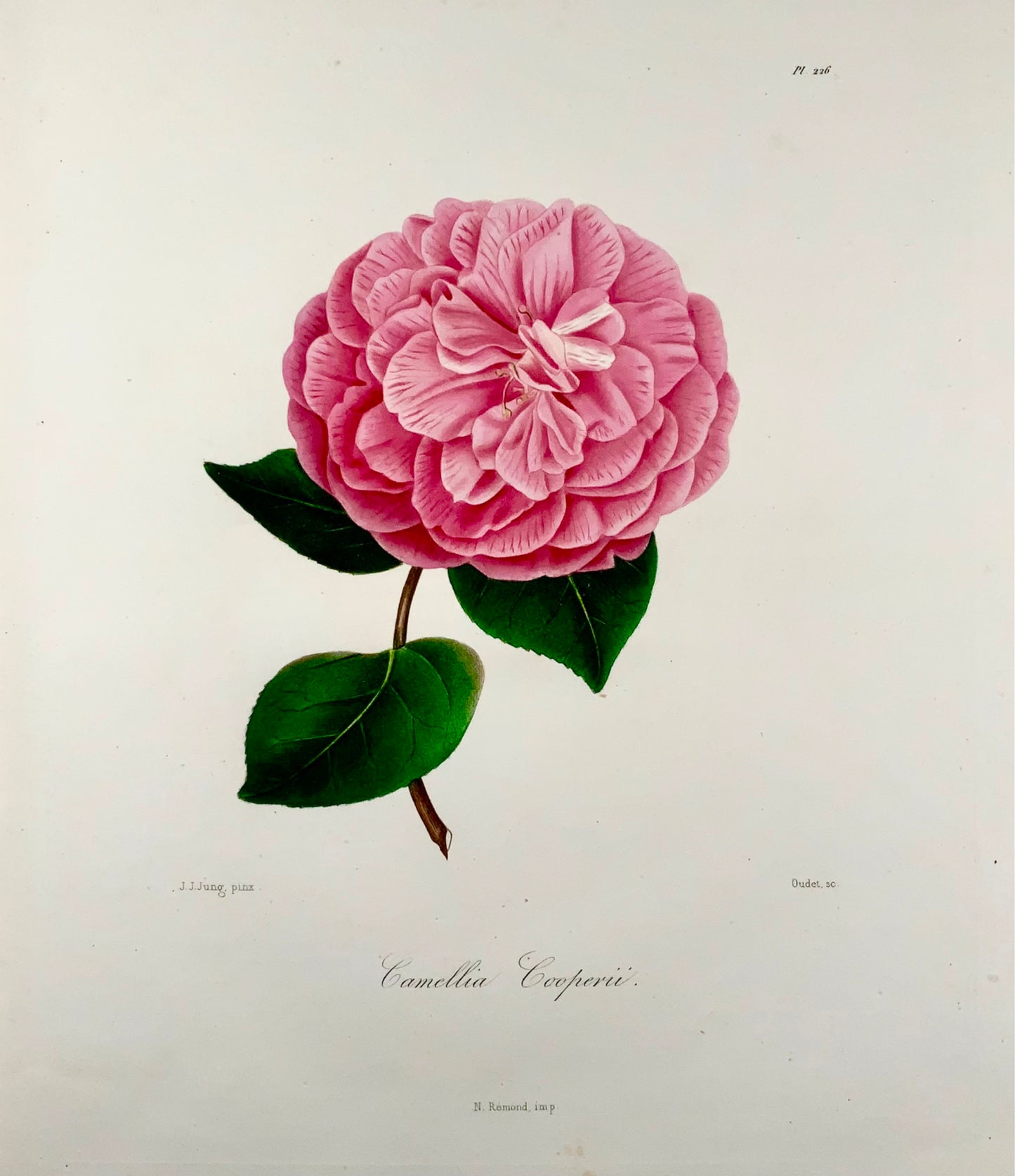 1841 Camelia Cooperii [Camellia], Dessiné par JJ Jung, Gravé par Oudet, Berlèse, Botanique