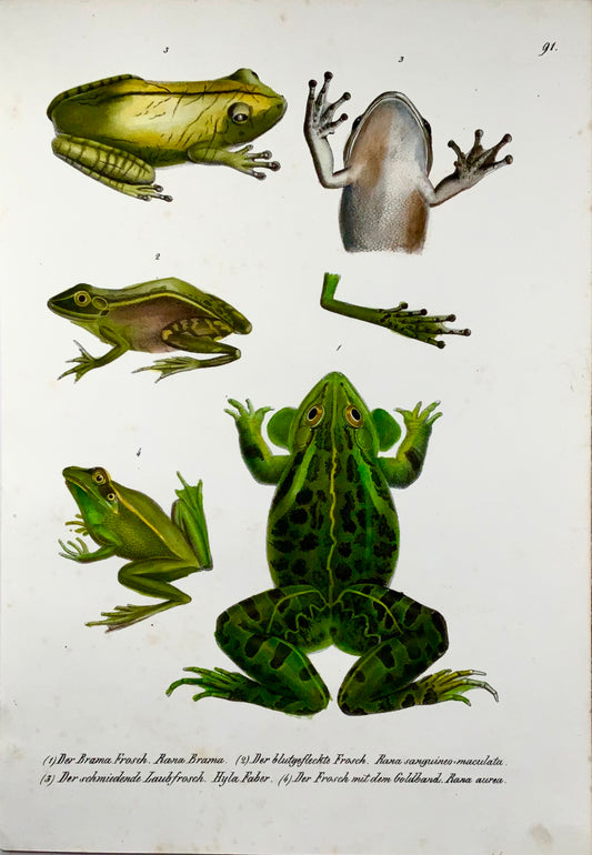 1833 Schinz (b1777), Grenouilles d'étang, amphibiens, lithographie sur pierre colorée à la main 