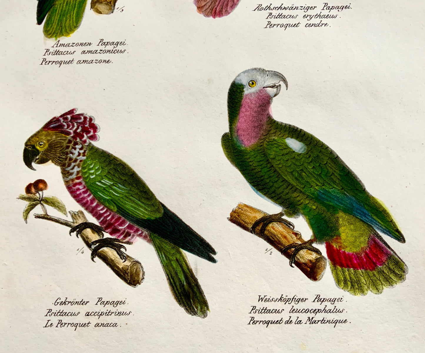 1830 PARROTS Ornithology - Brodtmann hand coloured FOLIO lithography