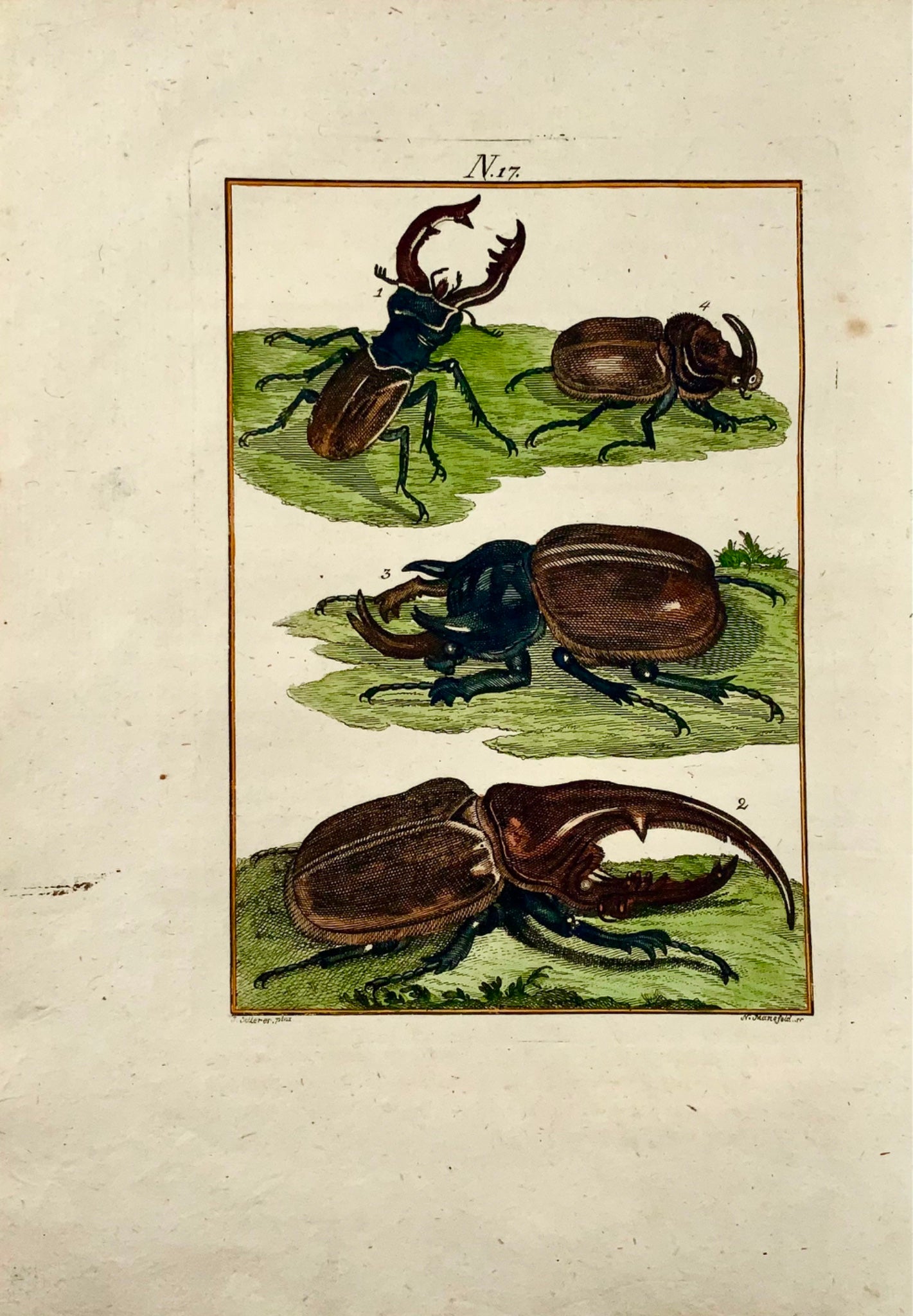 1790 Scarabées, insectes, Joh. Gravure colorée à la main de Sollerer
