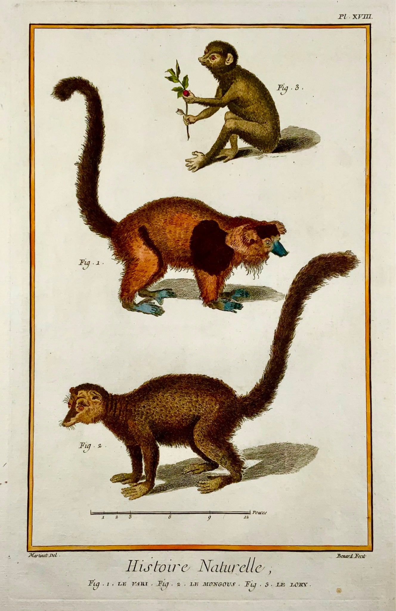 1751 Mongoose, Lori, Martinet, large folio, hand colour, mammal