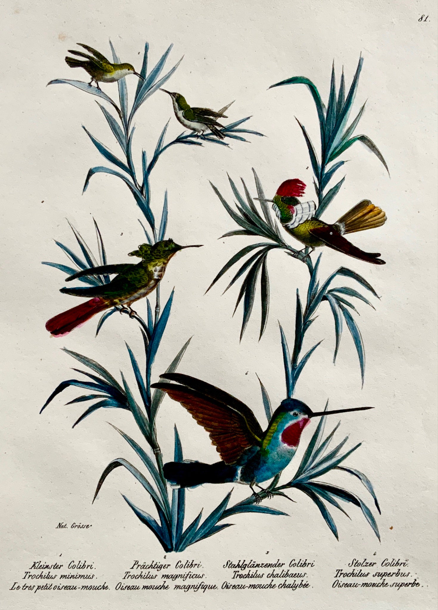 1830 HUMMINGBIRDS Ornithology - Brodtmann hand coloured FOLIO lithography