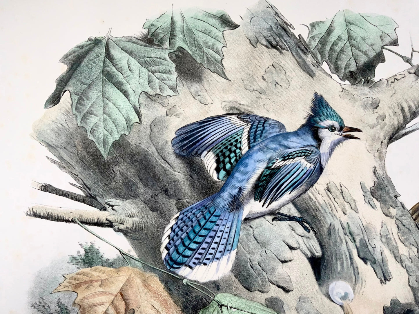 1857 Ed Travies [b1809] 45 x 62cm, Le Geai bleu, Le pic, ornithology