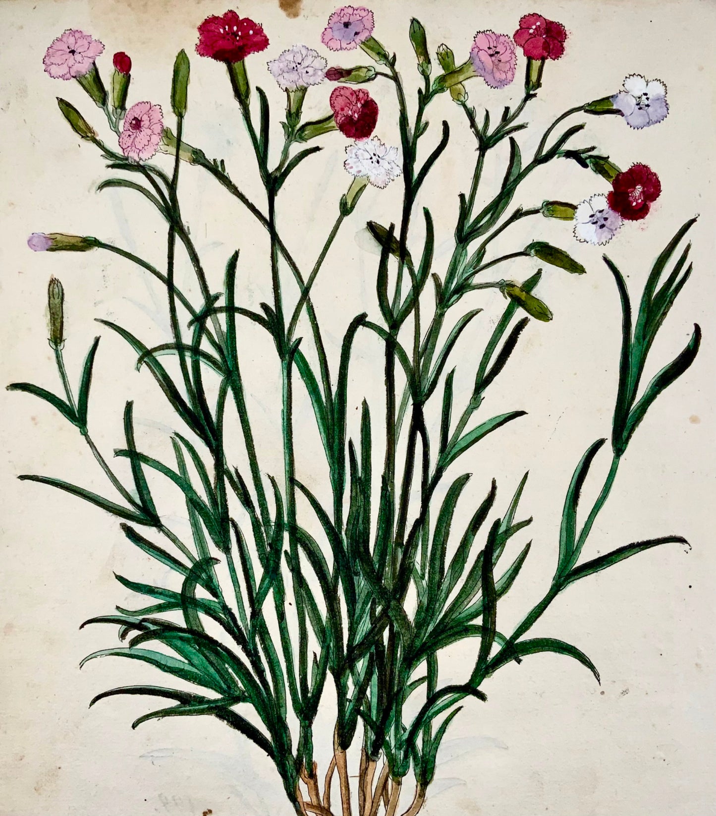 1543 Leonhart Fuchs, Carnations, two folio woodcuts, 1st Edn 34 x 22 cm -