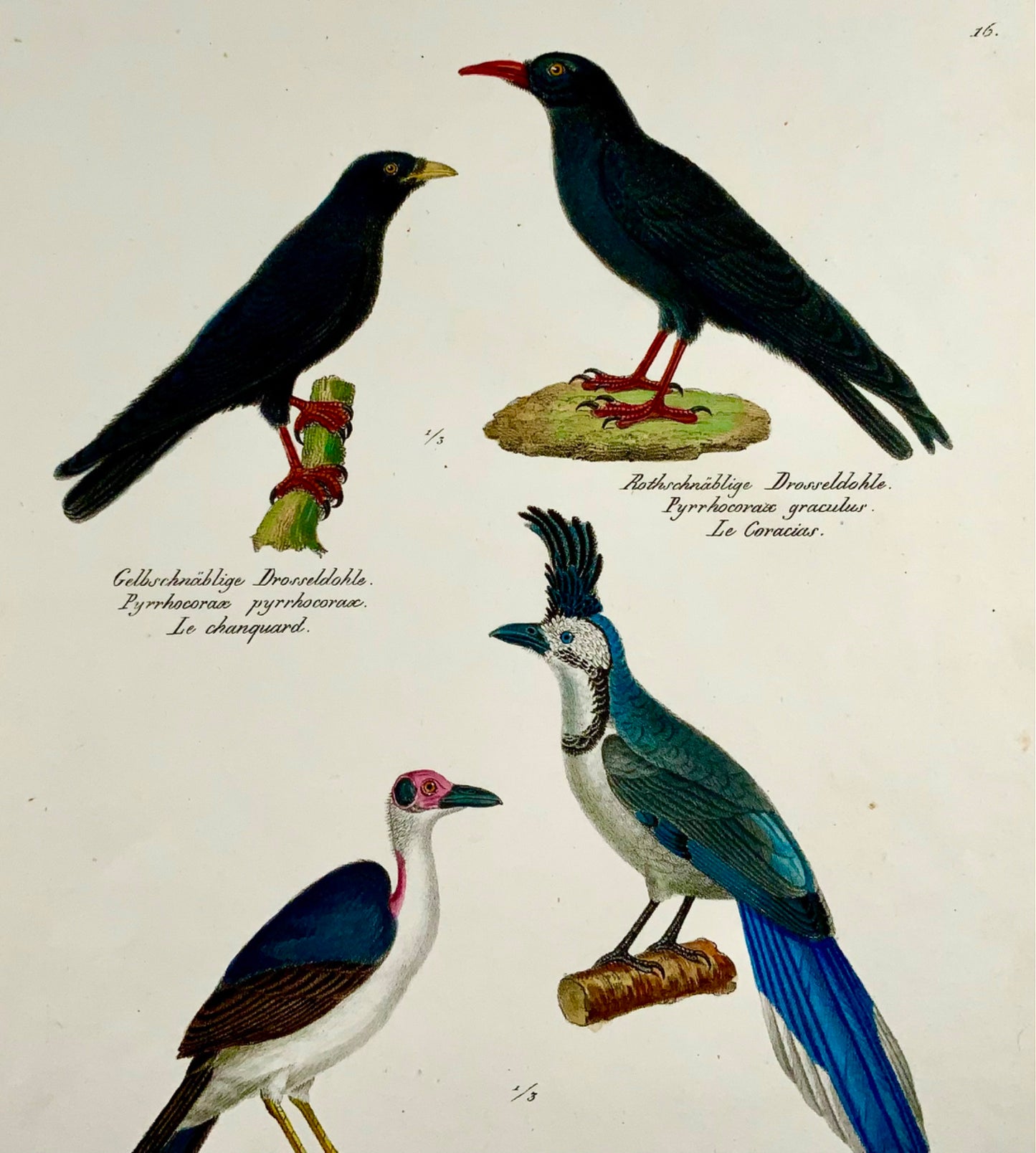 1830 Chough Corvidae - Ornithologie Brodtmann lithographie FOLIO colorée à la main