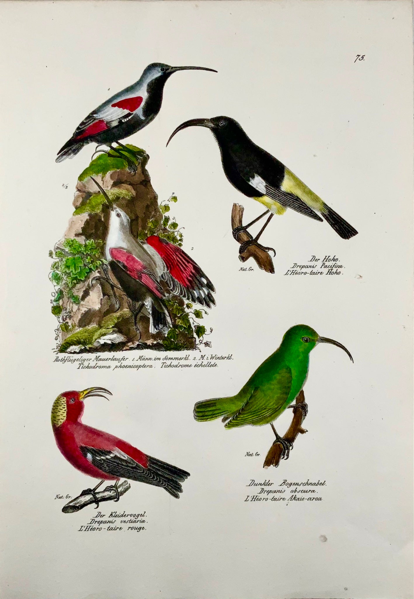 1830 Drepanis Wallcreeper, ornithologie, Brodtmann, folio, lithographie