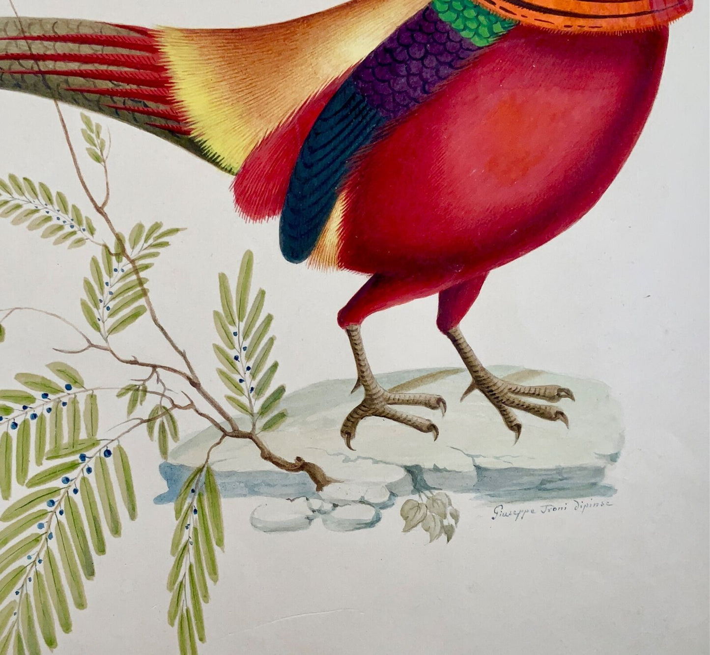 1790 ca Giuseppe Troni (1739-1810) Faisan doré, gouache grand format, ornithologie